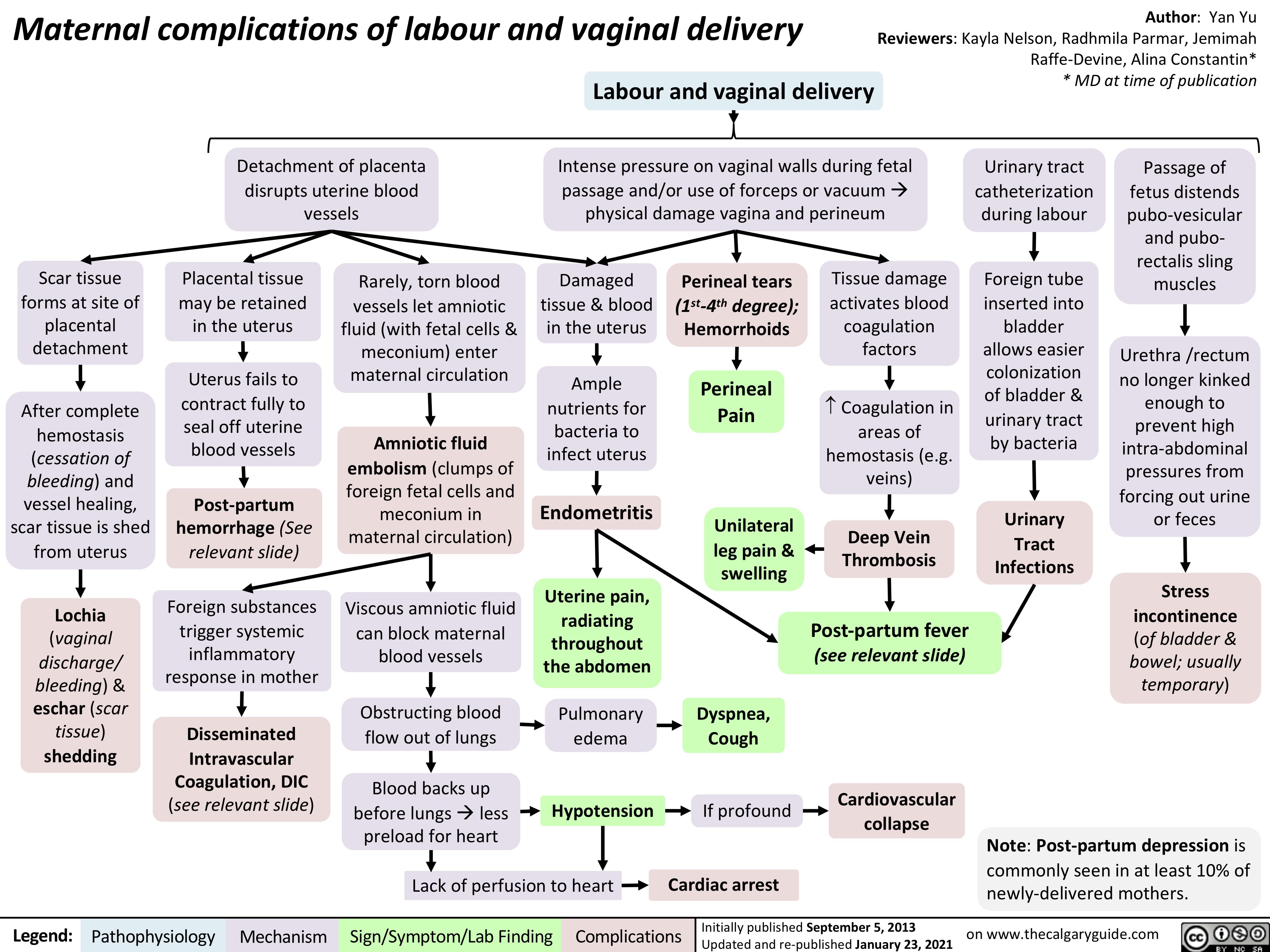 Maternal complications of labour and vaginal delivery
Author: Yan Yu Reviewers: Kayla Nelson, Radhmila Parmar, Jemimah Raffe-Devine, Alina Constantin* * MD at time of publication
 Labour and vaginal delivery
      Detachment of placenta disrupts uterine blood vessels
Intense pressure on vaginal walls during fetal passage and/or use of forceps or vacuumà physical damage vagina and perineum
Urinary tract catheterization during labour
Foreign tube inserted into bladder allows easier colonization of bladder & urinary tract by bacteria
Urinary Tract Infections
Passage of fetus distends pubo-vesicular and pubo- rectalis sling muscles
Urethra /rectum no longer kinked
enough to prevent high intra-abdominal pressures from forcing out urine or feces
Stress incontinence
(of bladder & bowel; usually temporary)
               Scar tissue forms at site of placental detachment
After complete hemostasis (cessation of bleeding) and vessel healing, scar tissue is shed from uterus
Lochia
(vaginal discharge/ bleeding) & eschar (scar tissue) shedding
Placental tissue may be retained in the uterus
Uterus fails to contract fully to seal off uterine blood vessels
Post-partum hemorrhage (See relevant slide)
Foreign substances trigger systemic inflammatory response in mother
Disseminated Intravascular Coagulation, DIC (see relevant slide)
Rarely, torn blood vessels let amniotic
fluid (with fetal cells & meconium) enter maternal circulation
Amniotic fluid embolism (clumps of foreign fetal cells and meconium in maternal circulation)
Viscous amniotic fluid can block maternal blood vessels
Obstructing blood flow out of lungs
Blood backs up before lungsàless preload for heart
Damaged tissue & blood in the uterus
Ample nutrients for bacteria to infect uterus
Endometritis
Uterine pain, radiating throughout the abdomen
Pulmonary edema
Hypotension
Perineal tears
(1st-4th degree);
Hemorrhoids
Perineal Pain
Unilateral leg pain & swelling
Dyspnea, Cough
If profound
Cardiac arrest
Tissue damage activates blood coagulation factors
­ Coagulation in areas of hemostasis (e.g. veins)
Deep Vein Thrombosis
Post-partum fever
(see relevant slide)
Cardiovascular collapse
                                                         Lack of perfusion to heart
Note: Post-partum depression is commonly seen in at least 10% of newly-delivered mothers.
  Legend:
 Pathophysiology
Mechanism
Sign/Symptom/Lab Finding
  Complications
Initially published September 5, 2013 on www.thecalgaryguide.com Updated and re-published January 23, 2021
    