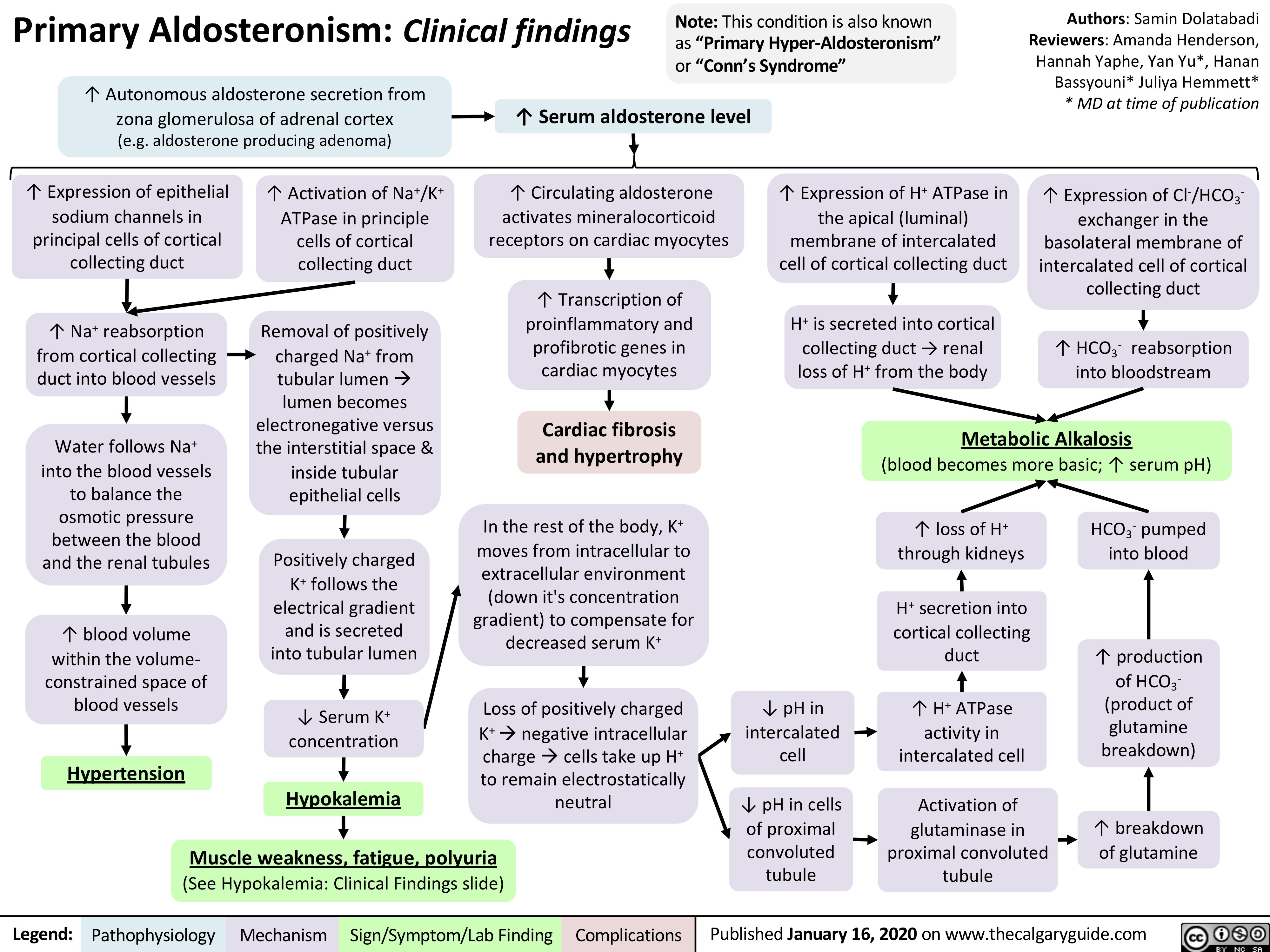  Primary Aldosteronism: Clinical findings
Note: This condition is also known as “Primary Hyper-Aldosteronism” or “Conn’s Syndrome”
Authors: Samin Dolatabadi Reviewers: Amanda Henderson, Hannah Yaphe, Yan Yu*, Hanan Bassyouni* Juliya Hemmett* * MD at time of publication
↑ Expression of Cl-/HCO3- exchanger in the basolateral membrane of intercalated cell of cortical collecting duct
↑ HCO3- reabsorption into bloodstream
 ↑ Autonomous aldosterone secretion from zona glomerulosa of adrenal cortex (e.g. aldosterone producing adenoma)
↑ Serum aldosterone level
↑ Circulating aldosterone activates mineralocorticoid receptors on cardiac myocytes
↑ Transcription of proinflammatory and profibrotic genes in cardiac myocytes
Cardiac fibrosis and hypertrophy
In the rest of the body, K+ moves from intracellular to extracellular environment (down it's concentration gradient) to compensate for decreased serum K+
Loss of positively charged K+ànegative intracellular chargeàcells take up H+ to remain electrostatically neutral
         ↑ Expression of epithelial sodium channels in
principal cells of cortical collecting duct
↑ Na+ reabsorption from cortical collecting duct into blood vessels
+ Water follows Na
into the blood vessels to balance the osmotic pressure between the blood and the renal tubules
↑ blood volume within the volume-
constrained space of blood vessels
↑ Activation of Na+/K+ ATPase in principle cells of cortical collecting duct
Removal of positively charged Na+ from tubular lumenà lumen becomes electronegative versus the interstitial space & inside tubular epithelial cells
Positively charged K+ follows the electrical gradient and is secreted into tubular lumen
↓ Serum K+ concentration
↑ Expression of H+ ATPase in the apical (luminal)
membrane of intercalated cell of cortical collecting duct
H+ is secreted into cortical collecting duct → renal loss of H+ from the body
                 Metabolic Alkalosis
(blood becomes more basic; ↑ serum pH)
                            Hypertension
Muscle weakness, fatigue, polyuria
↓ pH in intercalated cell
↓ pH in cells of proximal convoluted tubule
↑ loss of H+ through kidneys
H+ secretion into cortical collecting duct
↑ H+ ATPase activity in intercalated cell
Activation of glutaminase in proximal convoluted tubule
HCO3- pumped into blood
↑ production of HCO3- (product of glutamine breakdown)
↑ breakdown of glutamine
   Hypokalemia
         (See Hypokalemia: Clinical Findings slide)
 Legend:
 Pathophysiology
 Mechanism
Sign/Symptom/Lab Finding
  Complications
Published January 16, 2020 on www.thecalgaryguide.com
   
