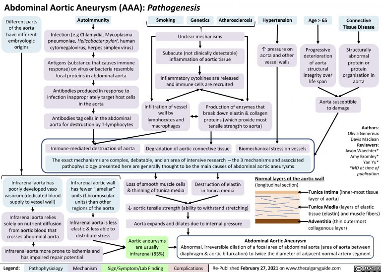 Abdominal Aortic Aneurysm (AAA): Pathogenesis | Calgary Guide