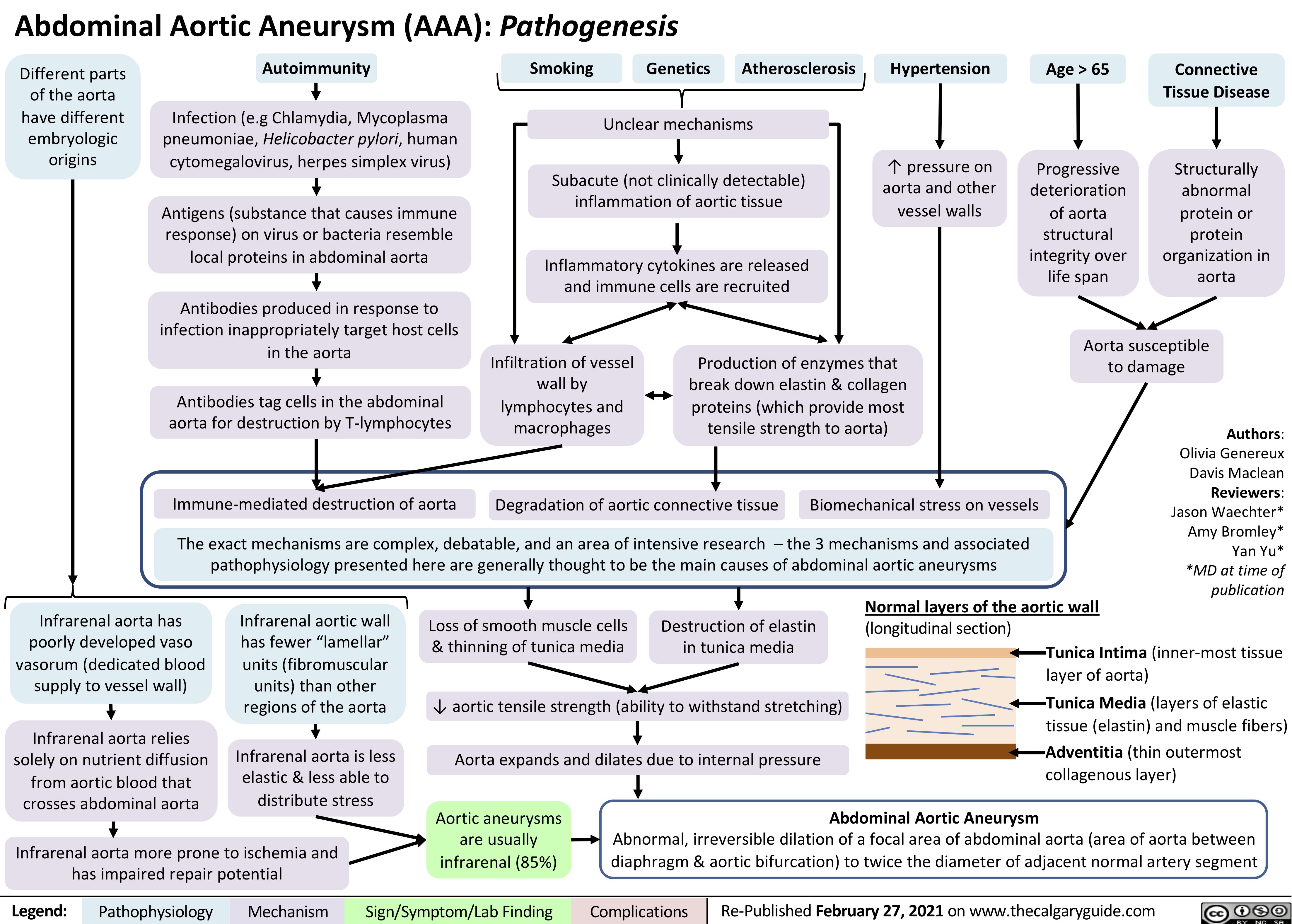 Abdominal Aortic Aneurysm AAA Pathogenesis Calgary Guide