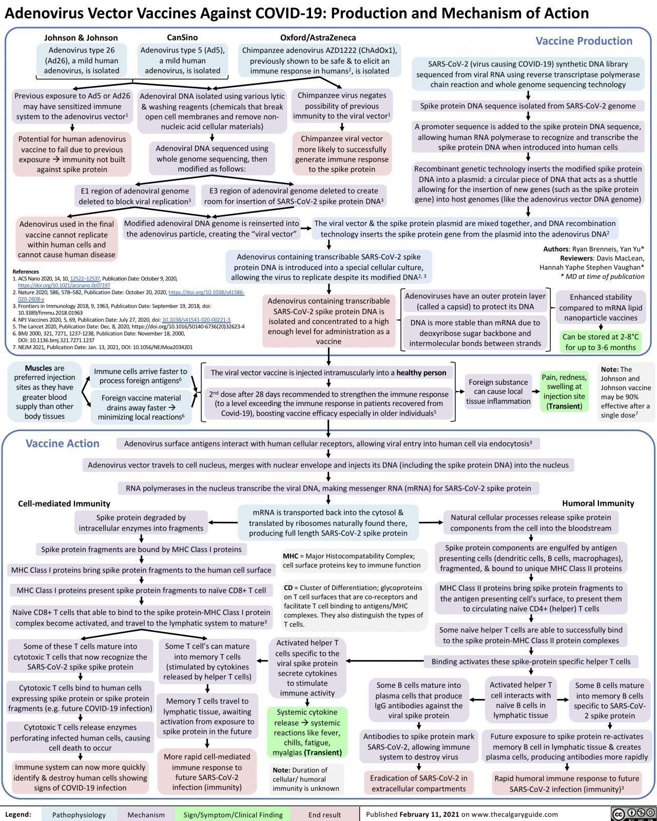 Adenovirus Vector Vaccines Against COVID-19: Production and Mechanism