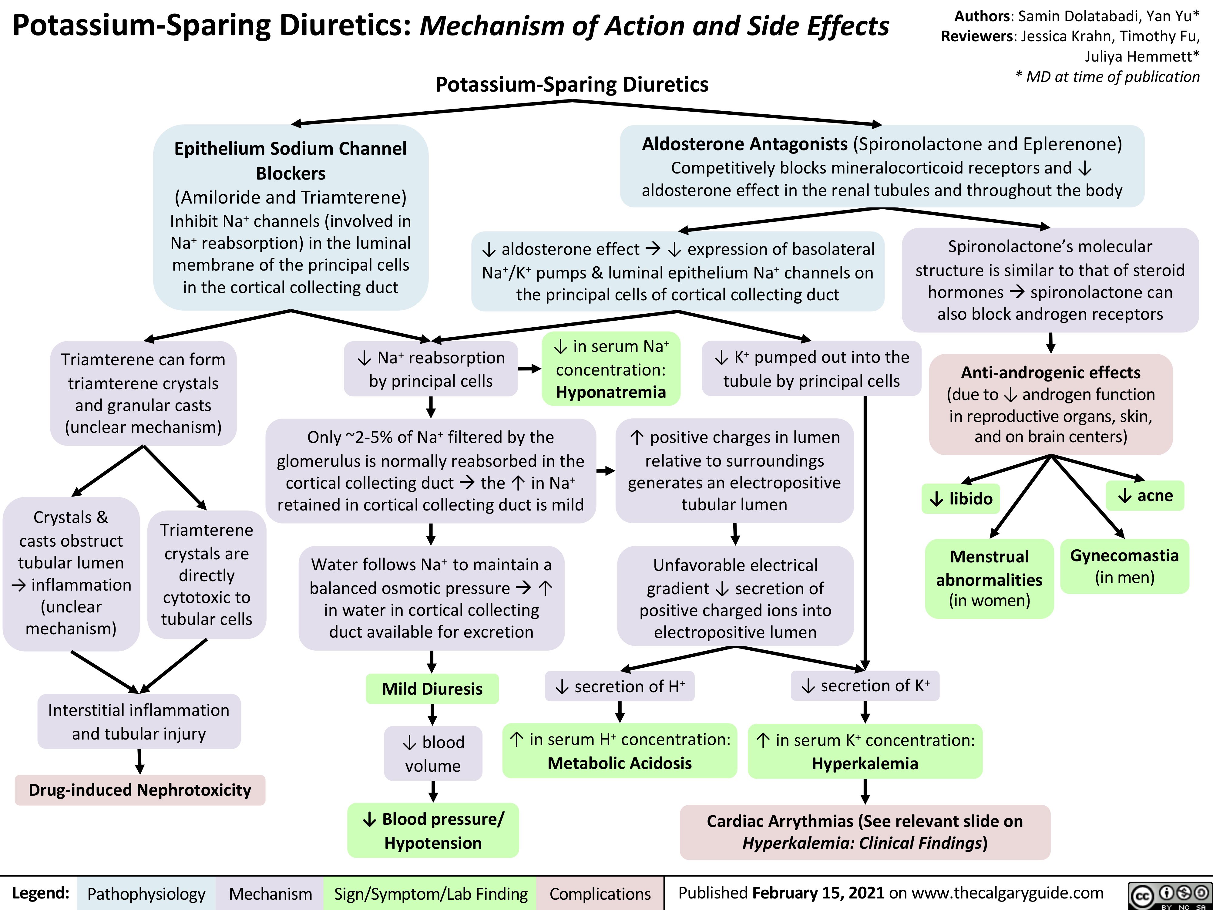 Potassium-Sparing Diuretics: Mechanism of Action and Side Effects Potassium-Sparing Diuretics
Authors: Samin Dolatabadi, Yan Yu* Reviewers: Jessica Krahn, Timothy Fu, Juliya Hemmett* * MD at time of publication
    Epithelium Sodium Channel Blockers (Amiloride and Triamterene) Inhibit Na+ channels (involved in Na+ reabsorption) in the luminal membrane of the principal cells in the cortical collecting duct
Aldosterone Antagonists (Spironolactone and Eplerenone) Competitively blocks mineralocorticoid receptors and ↓ aldosterone effect in the renal tubules and throughout the body
    ↓ aldosterone effectà↓ expression of basolateral Na+/K+ pumps & luminal epithelium Na+ channels on the principal cells of cortical collecting duct
Spironolactone’s molecular structure is similar to that of steroid
hormonesàspironolactone can also block androgen receptors
Anti-androgenic effects
(due to ↓ androgen function in reproductive organs, skin, and on brain centers)
        Triamterene can form triamterene crystals
and granular casts (unclear mechanism)
↓ Na+ reabsorption by principal cells
↓ in serum Na+ concentration: Hyponatremia
↓ K+ pumped out into the tubule by principal cells
               Crystals & casts obstruct tubular lumen → inflammation (unclear mechanism)
Triamterene crystals are
directly cytotoxic to tubular cells
Only ~2-5% of Na+ filtered by the glomerulus is normally reabsorbed in the
cortical collecting ductàthe ↑ in Na+ retained in cortical collecting duct is mild
Water follows Na+ to maintain a balanced osmotic pressureà↑ in water in cortical collecting duct available for excretion
↑ positive charges in lumen relative to surroundings generates an electropositive tubular lumen
Unfavorable electrical gradient ↓ secretion of positive charged ions into electropositive lumen
↓ libido
Menstrual abnormalities (in women)
↓ acne Gynecomastia
(in men)
              ↓ secretion of K+
↑ in serum K+ concentration:
Hyperkalemia
Cardiac Arrythmias (See relevant slide on Hyperkalemia: Clinical Findings)
  Interstitial inflammation and tubular injury
Drug-induced Nephrotoxicity
Mild Diuresis
↓ blood volume
↓ Blood pressure/ Hypotension
↓ secretion of H+
↑ in serum H+ concentration:
Metabolic Acidosis
             Legend:
 Pathophysiology
 Mechanism
Sign/Symptom/Lab Finding
  Complications
Published February 15, 2021 on www.thecalgaryguide.com
   