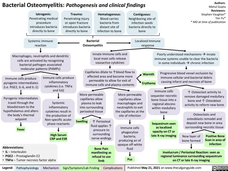 Bacterial Osteomyelitis: Pathogenesis and Clinical Findings | Calgary Guide