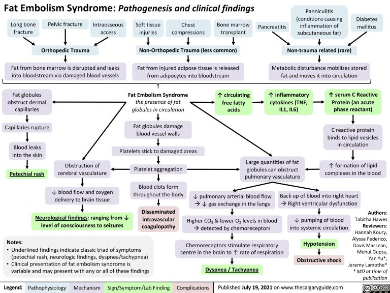 Fat Embolism Syndrome: Pathogenesis and Clinical Findings | Calgary Guide