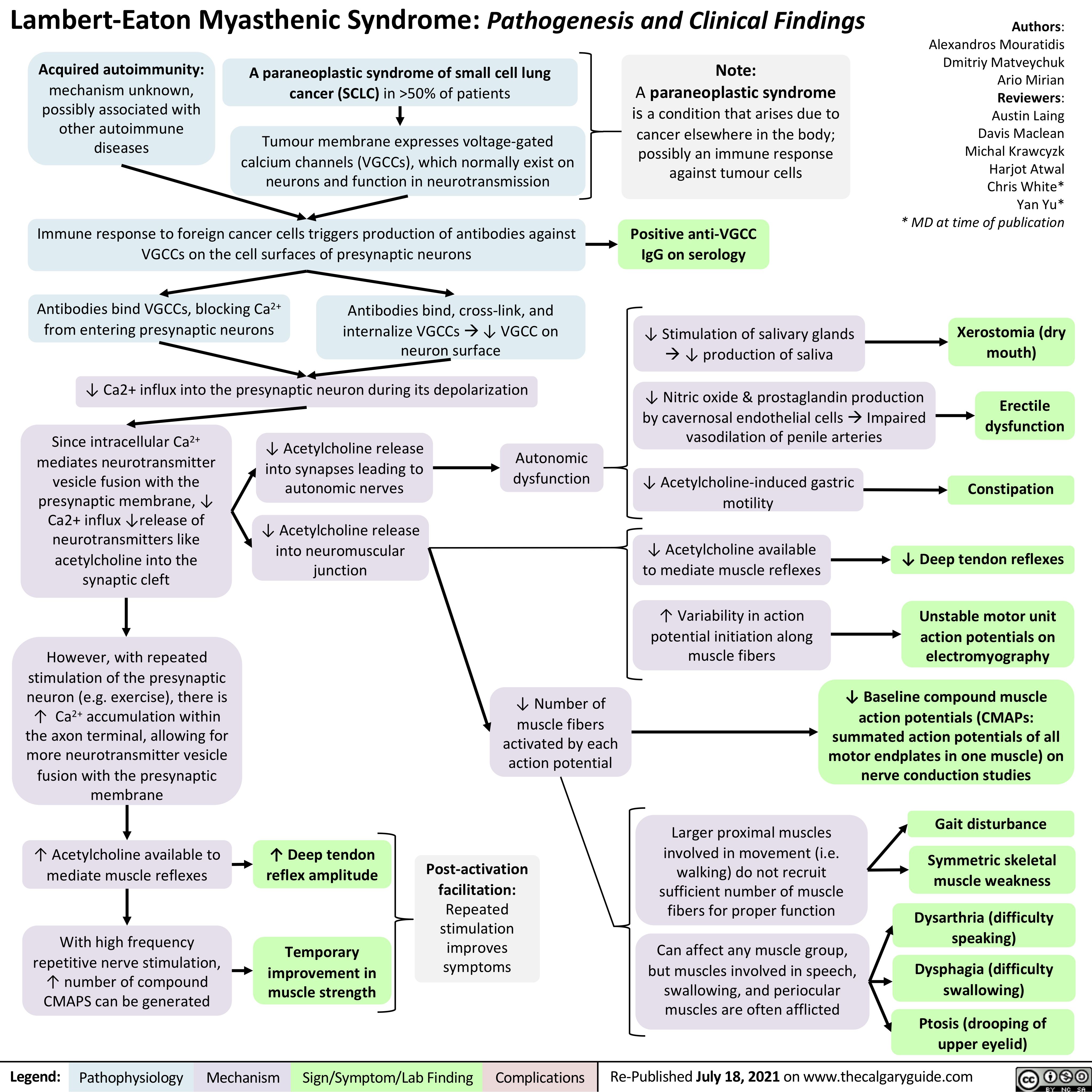 Lambert-Eaton Myasthenic Syndrome: Pathogenesis and Clinical Findings
Authors: Alexandros Mouratidis Dmitriy Matveychuk Ario Mirian Reviewers: Austin Laing Davis Maclean Michal Krawcyzk Harjot Atwal Chris White* Yan Yu* * MD at time of publication
    Acquired autoimmunity:
mechanism unknown, possibly associated with other autoimmune diseases
A paraneoplastic syndrome of small cell lung cancer (SCLC) in >50% of patients
Tumour membrane expresses voltage-gated calcium channels (VGCCs), which normally exist on neurons and function in neurotransmission
Note:
A paraneoplastic syndrome is a condition that arises due to cancer elsewhere in the body; possibly an immune response against tumour cells
Positive anti-VGCC IgG on serology
↓ Stimulation of salivary glands à↓ production of saliva
↓ Nitric oxide & prostaglandin production by cavernosal endothelial cellsàImpaired vasodilation of penile arteries
↓ Acetylcholine-induced gastric motility
↓ Acetylcholine available to mediate muscle reflexes
↑ Variability in action potential initiation along muscle fibers
       Immune response to foreign cancer cells triggers production of antibodies against VGCCs on the cell surfaces of presynaptic neurons
Antibodies bind VGCCs, blocking Ca2+ Antibodies bind, cross-link, and
       from entering presynaptic neurons
↓ Ca2+ influx into the presynaptic neuron during its depolarization
internalize VGCCsà↓ VGCC on neuron surface
Xerostomia (dry mouth)
Erectile dysfunction
Constipation
↓ Deep tendon reflexes
Unstable motor unit action potentials on electromyography
↓ Baseline compound muscle action potentials (CMAPs:
summated action potentials of all motor endplates in one muscle) on nerve conduction studies
         Since intracellular Ca2+ mediates neurotransmitter vesicle fusion with the presynaptic membrane, ↓ Ca2+ influx ↓release of neurotransmitters like acetylcholine into the synaptic cleft
However, with repeated stimulation of the presynaptic neuron (e.g. exercise), there is ↑ Ca2+ accumulation within the axon terminal, allowing for more neurotransmitter vesicle fusion with the presynaptic membrane
↑ Acetylcholine available to mediate muscle reflexes
With high frequency repetitive nerve stimulation, ↑ number of compound CMAPS can be generated
↓ Acetylcholine release into synapses leading to autonomic nerves
↓ Acetylcholine release into neuromuscular junction
Autonomic dysfunction
                                ↑ Deep tendon reflex amplitude
Temporary improvement in muscle strength
↓ Number of
muscle fibers activated by each action potential
Post-activation facilitation: Repeated stimulation improves symptoms
Larger proximal muscles involved in movement (i.e. walking) do not recruit sufficient number of muscle fibers for proper function
Can affect any muscle group, but muscles involved in speech, swallowing, and periocular muscles are often afflicted
Gait disturbance
Symmetric skeletal muscle weakness
Dysarthria (difficulty speaking)
Dysphagia (difficulty swallowing)
Ptosis (drooping of upper eyelid)
             Legend:
 Pathophysiology
 Mechanism
Sign/Symptom/Lab Finding
  Complications
Re-Published July 18, 2021 on www.thecalgaryguide.com
   