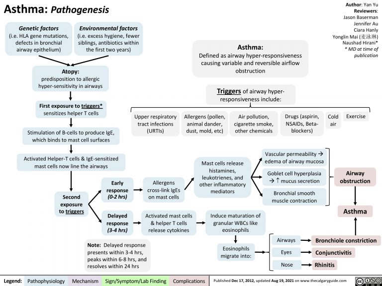 Asthma: Pathogenesis | Calgary Guide