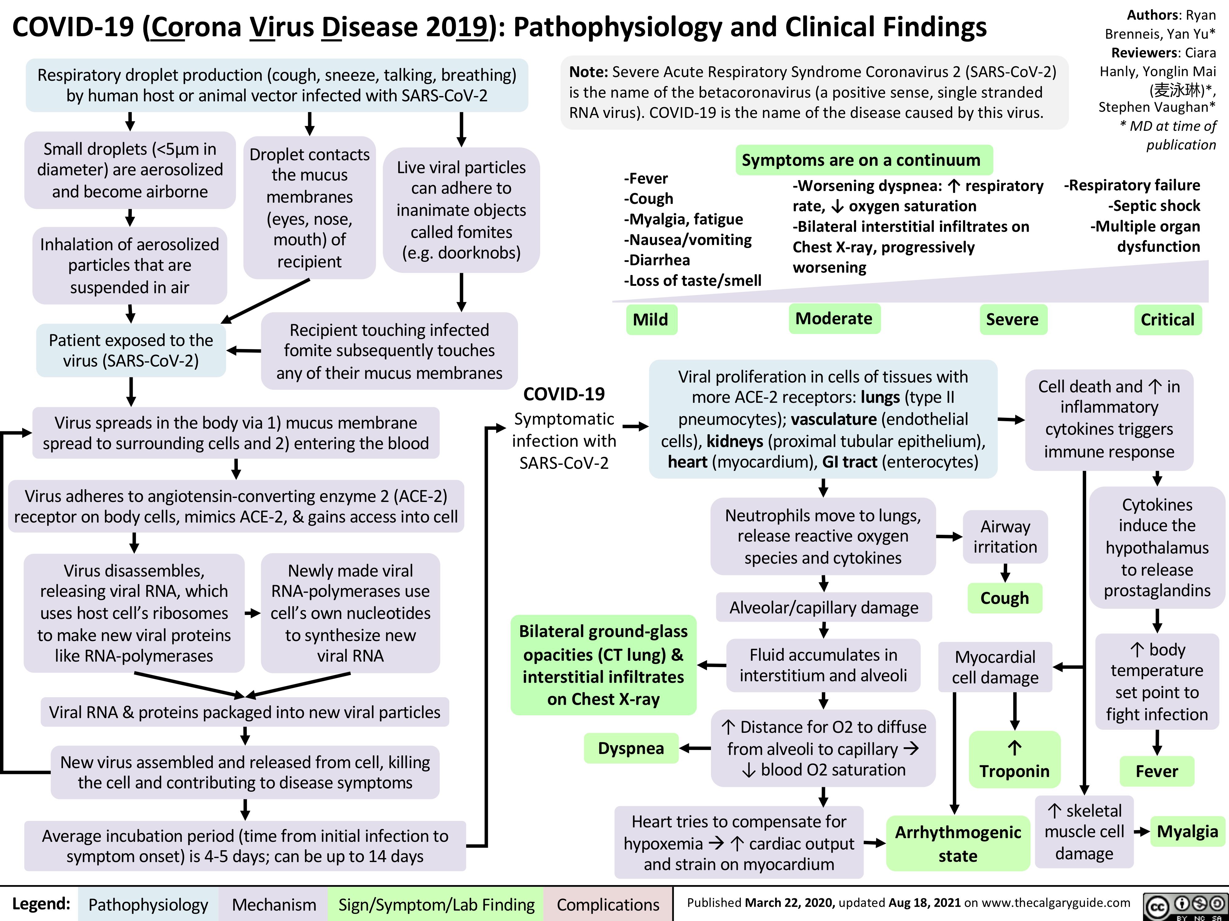 COVID-19 (Corona Virus Disease 2019): Pathophysiology and Clinical Findings
Authors: Ryan Brenneis, Yan Yu* Reviewers: Ciara Hanly, Yonglin Mai (􏰄􏰁􏰃)*, Stephen Vaughan* * MD at time of publication
-Respiratory failure -Septic shock -Multiple organ dysfunction
Critical
      Respiratory droplet production (cough, sneeze, talking, breathing) by human host or animal vector infected with SARS-CoV-2
Note: Severe Acute Respiratory Syndrome Coronavirus 2 (SARS-CoV-2) is the name of the betacoronavirus (a positive sense, single stranded RNA virus). COVID-19 is the name of the disease caused by this virus.
rate, ↓ oxygen saturation -Bilateral interstitial infiltrates on Chest X-ray, progressively worsening
     Small droplets (<5μm in diameter) are aerosolized and become airborne
Inhalation of aerosolized particles that are suspended in air
Patient exposed to the virus (SARS-CoV-2)
Droplet contacts the mucus membranes (eyes, nose, mouth) of recipient
Live viral particles can adhere to inanimate objects called fomites (e.g. doorknobs)
Symptoms are on a continuum -Worsening dyspnea: ↑ respiratory
    -Fever
-Cough
-Myalgia, fatigue -Nausea/vomiting -Diarrhea
-Loss of taste/smell
            Recipient touching infected fomite subsequently touches any of their mucus membranes
Mild
Moderate
Severe
      Virus spreads in the body via 1) mucus membrane spread to surrounding cells and 2) entering the blood
Virus adheres to angiotensin-converting enzyme 2 (ACE-2) receptor on body cells, mimics ACE-2, & gains access into cell
COVID-19
Symptomatic infection with SARS-CoV-2
Viral proliferation in cells of tissues with more ACE-2 receptors: lungs (type II pneumocytes); vasculature (endothelial cells), kidneys (proximal tubular epithelium), heart (myocardium), GI tract (enterocytes)
Cell death and ↑ in inflammatory cytokines triggers immune response
           Neutrophils move to lungs, release reactive oxygen species and cytokines
Alveolar/capillary damage
Fluid accumulates in interstitium and alveoli
↑ Distance for O2 to diffuse from alveoli to capillaryà ↓ blood O2 saturation
Cytokines induce the hypothalamus to release prostaglandins
↑ body temperature set point to fight infection
     Virus disassembles, releasing viral RNA, which uses host cell’s ribosomes to make new viral proteins like RNA-polymerases
Newly made viral RNA-polymerases use cell’s own nucleotides to synthesize new viral RNA
Bilateral ground-glass opacities (CT lung) & interstitial infiltrates on Chest X-ray
Dyspnea
Airway irritation
Cough
Myocardial cell damage
↑ Troponin
↑ skeletal muscle cell damage
                  Viral RNA & proteins packaged into new viral particles
New virus assembled and released from cell, killing the cell and contributing to disease symptoms
Average incubation period (time from initial infection to symptom onset) is 4-5 days; can be up to 14 days
Heart tries to compensate for
Fever Myalgia
              hypoxemiaà↑ cardiac output   Arrhythmogenic
  and strain on myocardium
state
 Legend:
 Pathophysiology
Mechanism
Sign/Symptom/Lab Finding
  Complications
 Published March 22, 2020, updated Aug 18, 2021 on www.thecalgaryguide.com
   