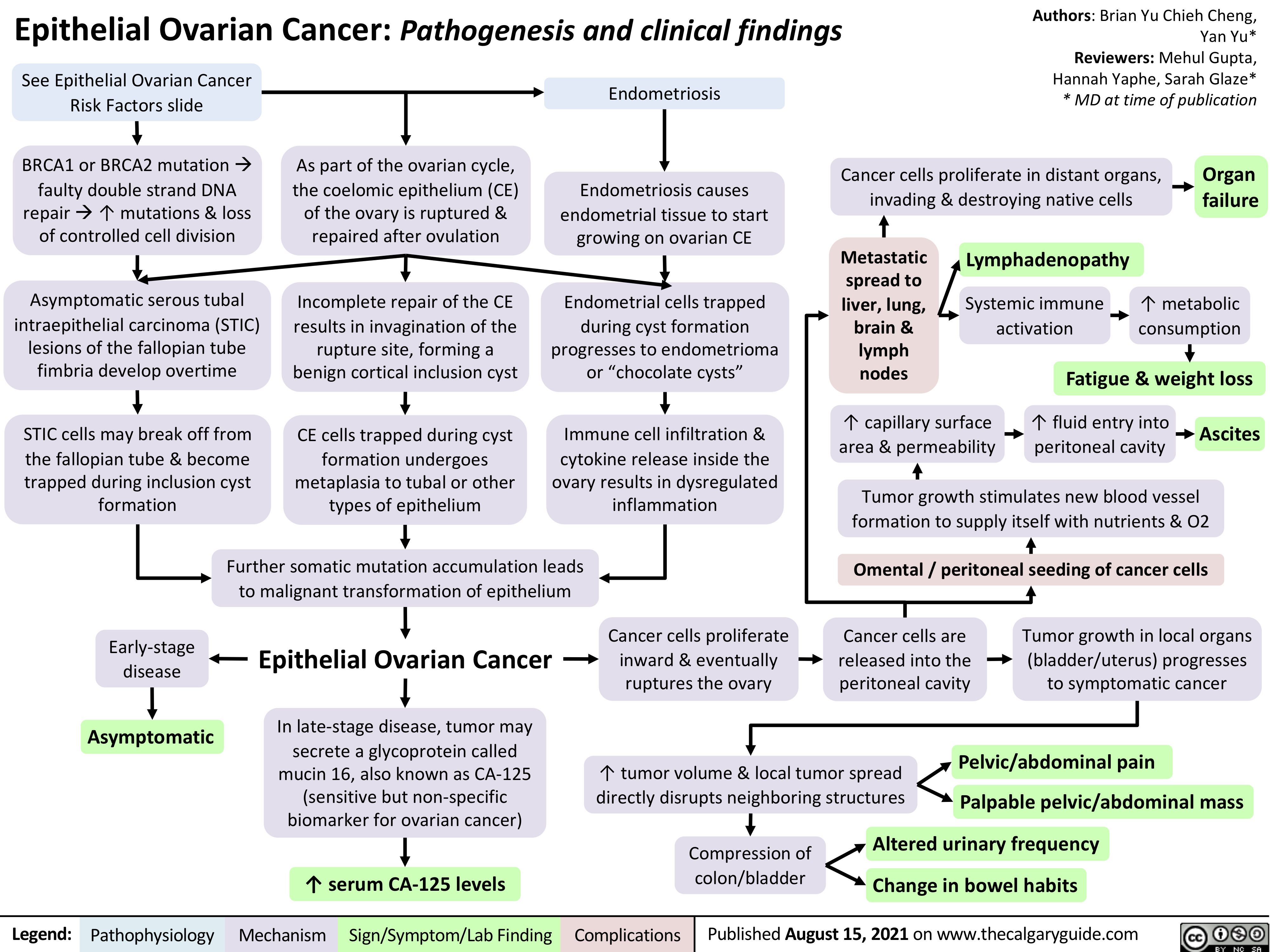 Epithelial Ovarian Cancer: Pathogenesis and clinical findings
Authors: Brian Yu Chieh Cheng, Yan Yu* Reviewers: Mehul Gupta, Hannah Yaphe, Sarah Glaze* * MD at time of publication
 See Epithelial Ovarian Cancer Risk Factors slide
BRCA1 or BRCA2 mutationà faulty double strand DNA
repairà↑ mutations & loss of controlled cell division
Asymptomatic serous tubal intraepithelial carcinoma (STIC)
lesions of the fallopian tube fimbria develop overtime
STIC cells may break off from the fallopian tube & become trapped during inclusion cyst formation
As part of the ovarian cycle, the coelomic epithelium (CE) of the ovary is ruptured & repaired after ovulation
Incomplete repair of the CE results in invagination of the
rupture site, forming a benign cortical inclusion cyst
CE cells trapped during cyst formation undergoes metaplasia to tubal or other types of epithelium
Endometriosis
Endometriosis causes endometrial tissue to start growing on ovarian CE
Endometrial cells trapped during cyst formation progresses to endometrioma or “chocolate cysts”
Immune cell infiltration & cytokine release inside the
ovary results in dysregulated inflammation
Cancer cells proliferate in distant organs, invading & destroying native cells
Organ failure
          Metastatic spread to liver, lung, brain & lymph nodes
Lymphadenopathy
Systemic immune activation
↑ metabolic consumption
           ↑ capillary surface area & permeability
Fatigue & weight loss ↑ fluid entry into Ascites
peritoneal cavity
         Further somatic mutation accumulation leads to malignant transformation of epithelium
Tumor growth stimulates new blood vessel formation to supply itself with nutrients & O2
Omental / peritoneal seeding of cancer cells
     Early-stage disease
Asymptomatic
Epithelial Ovarian Cancer
In late-stage disease, tumor may secrete a glycoprotein called mucin 16, also known as CA-125 (sensitive but non-specific biomarker for ovarian cancer)
↑ serum CA-125 levels
Cancer cells proliferate inward & eventually ruptures the ovary
Cancer cells are released into the peritoneal cavity
Tumor growth in local organs (bladder/uterus) progresses to symptomatic cancer
     ↑ tumor volume & local tumor spread directly disrupts neighboring structures
Pelvic/abdominal pain
 Palpable pelvic/abdominal mass Altered urinary frequency
  Compression of
colon/bladder Change in bowel habits
   Legend:
 Pathophysiology
 Mechanism
Sign/Symptom/Lab Finding
 Complications
Published August 15, 2021 on www.thecalgaryguide.com
   