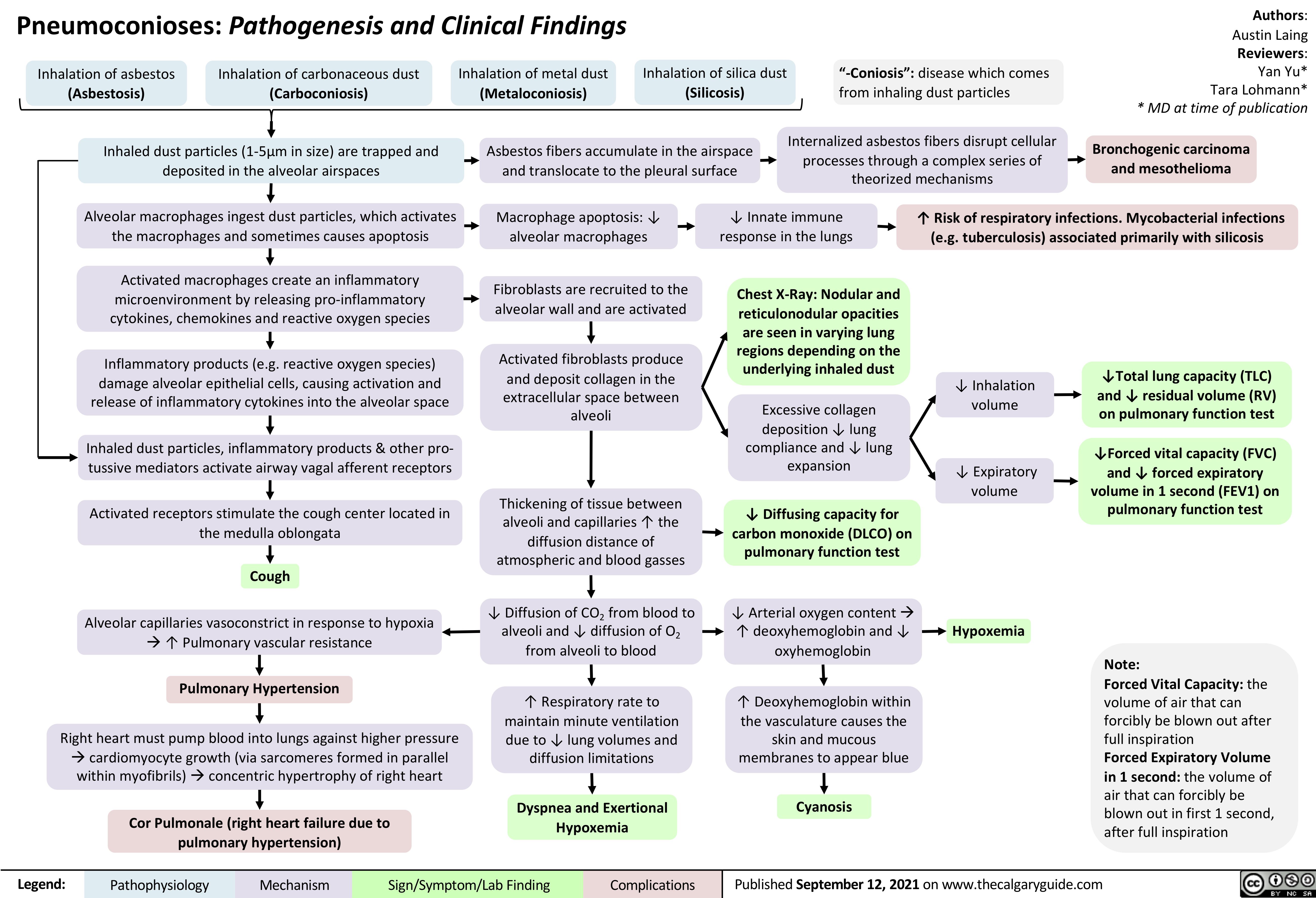 Pneumoconioses: Pathogenesis and Clinical Findings
Authors: Austin Laing
Reviewers: Yan Yu* Tara Lohmann* * MD at time of publication
Bronchogenic carcinoma and mesothelioma
     Inhalation of asbestos
(Asbestosis)
Inhalation of carbonaceous dust
(Carboconiosis)
Inhalation of metal dust
(Metaloconiosis)
Inhalation of silica dust
(Silicosis)
“-Coniosis”: disease which comes from inhaling dust particles
Internalized asbestos fibers disrupt cellular processes through a complex series of theorized mechanisms
      Inhaled dust particles (1-5μm in size) are trapped and deposited in the alveolar airspaces
Alveolar macrophages ingest dust particles, which activates the macrophages and sometimes causes apoptosis
Activated macrophages create an inflammatory microenvironment by releasing pro-inflammatory cytokines, chemokines and reactive oxygen species
Inflammatory products (e.g. reactive oxygen species) damage alveolar epithelial cells, causing activation and release of inflammatory cytokines into the alveolar space
Inhaled dust particles, inflammatory products & other pro- tussive mediators activate airway vagal afferent receptors
Activated receptors stimulate the cough center located in the medulla oblongata
Cough
Alveolar capillaries vasoconstrict in response to hypoxia à↑ Pulmonary vascular resistance
Pulmonary Hypertension
Right heart must pump blood into lungs against higher pressure àcardiomyocyte growth (via sarcomeres formed in parallel within myofibrils)àconcentric hypertrophy of right heart
Cor Pulmonale (right heart failure due to pulmonary hypertension)
Asbestos fibers accumulate in the airspace and translocate to the pleural surface
         Macrophage apoptosis: ↓ alveolar macrophages
Fibroblasts are recruited to the alveolar wall and are activated
Activated fibroblasts produce and deposit collagen in the
extracellular space between alveoli
Thickening of tissue between alveoli and capillaries ↑ the diffusion distance of atmospheric and blood gasses
↓ Diffusion of CO2 from blood to alveoli and ↓ diffusion of O2 from alveoli to blood
↑ Respiratory rate to maintain minute ventilation due to ↓ lung volumes and diffusion limitations
Dyspnea and Exertional Hypoxemia
↓ Innate immune response in the lungs
Chest X-Ray: Nodular and reticulonodular opacities are seen in varying lung regions depending on the underlying inhaled dust
Excessive collagen
deposition ↓ lung compliance and ↓ lung expansion
↓ Diffusing capacity for carbon monoxide (DLCO) on pulmonary function test
↓ Arterial oxygen contentà ↑ deoxyhemoglobin and ↓ oxyhemoglobin
↑ Deoxyhemoglobin within the vasculature causes the skin and mucous membranes to appear blue
Cyanosis
↑ Risk of respiratory infections. Mycobacterial infections (e.g. tuberculosis) associated primarily with silicosis
               ↓ Inhalation volume
↓ Expiratory volume
Hypoxemia
↓Total lung capacity (TLC) and ↓ residual volume (RV) on pulmonary function test
↓Forced vital capacity (FVC) and ↓ forced expiratory volume in 1 second (FEV1) on pulmonary function test
                          Note:
Forced Vital Capacity: the volume of air that can forcibly be blown out after full inspiration
Forced Expiratory Volume in 1 second: the volume of air that can forcibly be blown out in first 1 second, after full inspiration
               Legend:
 Pathophysiology
Mechanism
Sign/Symptom/Lab Finding
  Complications
 Published September 12, 2021 on www.thecalgaryguide.com
   