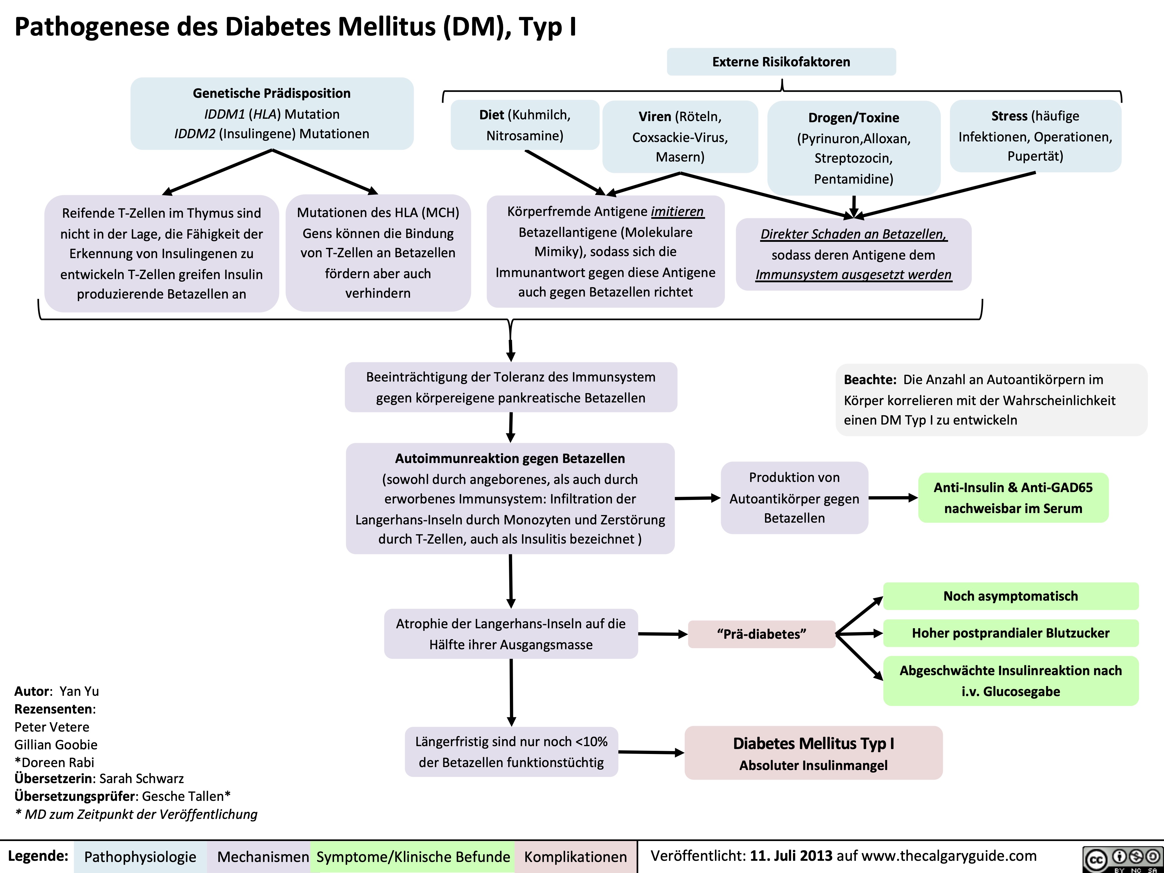 Pathogenese des Diabetes Mellitus (DM), Typ I
 Genetische Prädisposition
IDDM1 (HLA) Mutation IDDM2 (Insulingene) Mutationen
Diet (Kuhmilch, Nitrosamine)
Viren (Röteln, Coxsackie-Virus, Masern)
Drogen/Toxine
(Pyrinuron,Alloxan, Streptozocin, Pentamidine)
Direkter Schaden an Betazellen,
sodass deren Antigene dem
Immunsystem ausgesetzt werden
Stress (häufige Infektionen, Operationen, Pupertät)
Externe Risikofaktoren
             Reifende T-Zellen im Thymus sind nicht in der Lage, die Fähigkeit der Erkennung von Insulingenen zu entwickeln T-Zellen greifen Insulin produzierende Betazellen an
Mutationen des HLA (MCH) Gens können die Bindung von T-Zellen an Betazellen fördern aber auch verhindern
Körperfremde Antigene imitieren Betazellantigene (Molekulare Mimiky), sodass sich die Immunantwort gegen diese Antigene auch gegen Betazellen richtet
      Beeinträchtigung der Toleranz des Immunsystem gegen körpereigene pankreatische Betazellen
Autoimmunreaktion gegen Betazellen
(sowohl durch angeborenes, als auch durch erworbenes Immunsystem: Infiltration der Langerhans-Inseln durch Monozyten und Zerstörung durch T-Zellen, auch als Insulitis bezeichnet )
Atrophie der Langerhans-Inseln auf die Hälfte ihrer Ausgangsmasse
Längerfristig sind nur noch <10% der Betazellen funktionstüchtig
Beachte: Die Anzahl an Autoantikörpern im Körper korrelieren mit der Wahrscheinlichkeit einen DM Typ I zu entwickeln
           Autor: Yan Yu
Rezensenten:
Peter Vetere
Gillian Goobie
*Doreen Rabi
Übersetzerin: Sarah Schwarz Übersetzungsprüfer: Gesche Tallen*
* MD zum Zeitpunkt der Veröffentlichung
Produktion von Autoantikörper gegen Betazellen
“Prä-diabetes”
Diabetes Mellitus Typ I Absoluter Insulinmangel
Anti-Insulin & Anti-GAD65 nachweisbar im Serum
Noch asymptomatisch Hoher postprandialer Blutzucker
Abgeschwächte Insulinreaktion nach i.v. Glucosegabe
   
Legende:
Pathophysiologie
Mechanismen
Symptome/Klinische Befunde
Komplikationen
Veröffentlicht: 11. Juli 2013 auf www.thecalgaryguide.com