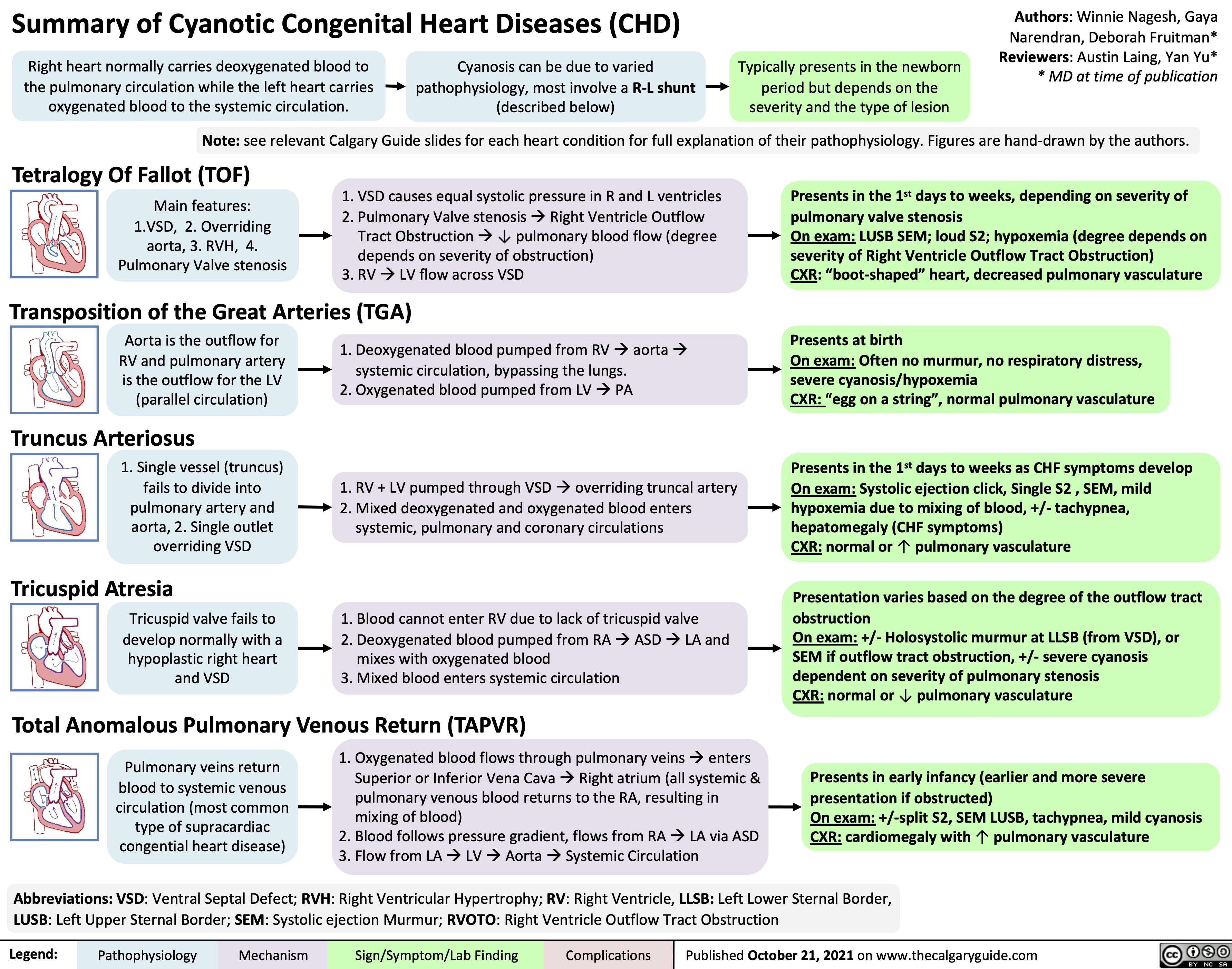 Summary of Cyanotic Congenital Heart Diseases (CHD)
Authors: Winnie Nagesh, Gaya Narendran, Deborah Fruitman* Reviewers: Austin Laing, Yan Yu* * MD at time of publication
   Right heart normally carries deoxygenated blood to the pulmonary circulation while the left heart carries oxygenated blood to the systemic circulation.
Cyanosis can be due to varied pathophysiology, most involve a R-L shunt (described below)
Typically presents in the newborn period but depends on the severity and the type of lesion
 Tetralogy Of Fallot (TOF)
Main features: 1.VSD, 2. Overriding aorta, 3. RVH, 4. Pulmonary Valve stenosis
1. VSD causes equal systolic pressure in R and L ventricles
2. Pulmonary Valve stenosisàRight Ventricle Outflow
Tract Obstructionà↓ pulmonary blood flow (degree
depends on severity of obstruction)
3. RVàLV flow across VSD
Presents in the 1st days to weeks, depending on severity of pulmonary valve stenosis
On exam: LUSB SEM; loud S2; hypoxemia (degree depends on severity of Right Ventricle Outflow Tract Obstruction)
CXR: “boot-shaped” heart, decreased pulmonary vasculature
Presents at birth
On exam: Often no murmur, no respiratory distress, severe cyanosis/hypoxemia
CXR: “egg on a string”, normal pulmonary vasculature
Presents in the 1st days to weeks as CHF symptoms develop On exam: Systolic ejection click, Single S2 , SEM, mild hypoxemia due to mixing of blood, +/- tachypnea, hepatomegaly (CHF symptoms)
CXR: normal or ↑ pulmonary vasculature
Presentation varies based on the degree of the outflow tract obstruction
On exam: +/- Holosystolic murmur at LLSB (from VSD), or SEM if outflow tract obstruction, +/- severe cyanosis dependent on severity of pulmonary stenosis
CXR: normal or ↓ pulmonary vasculature
Presents in early infancy (earlier and more severe presentation if obstructed)
On exam: +/-split S2, SEM LUSB, tachypnea, mild cyanosis CXR: cardiomegaly with ↑ pulmonary vasculature
Note: see relevant Calgary Guide slides for each heart condition for full explanation of their pathophysiology. Figures are hand-drawn by the authors.
     Transposition of the Great Arteries (TGA)
   Aorta is the outflow for RV and pulmonary artery is the outflow for the LV (parallel circulation)
Truncus Arteriosus
1. Single vessel (truncus) fails to divide into pulmonary artery and aorta, 2. Single outlet overriding VSD
Tricuspid Atresia
Tricuspid valve fails to develop normally with a
hypoplastic right heart and VSD
1. Deoxygenated blood pumped from RVàaortaà systemic circulation, bypassing the lungs.
2. Oxygenated blood pumped from LVàPA
1. RV + LV pumped through VSDàoverriding truncal artery 2. Mixed deoxygenated and oxygenated blood enters
systemic, pulmonary and coronary circulations
1. Blood cannot enter RV due to lack of tricuspid valve
2. Deoxygenated blood pumped from RAàASDàLA and
mixes with oxygenated blood
3. Mixed blood enters systemic circulation
            Total Anomalous Pulmonary Venous Return (TAPVR)
   Pulmonary veins return blood to systemic venous circulation (most common type of supracardiac congential heart disease)
1. Oxygenated blood flows through pulmonary veinsàenters Superior or Inferior Vena CavaàRight atrium (all systemic & pulmonary venous blood returns to the RA, resulting in mixing of blood)
2. Blood follows pressure gradient, flows from RAàLA via ASD
3. Flow from LAàLVàAortaàSystemic Circulation
   Abbreviations: VSD: Ventral Septal Defect; RVH: Right Ventricular Hypertrophy; RV: Right Ventricle, LLSB: Left Lower Sternal Border, LUSB: Left Upper Sternal Border; SEM: Systolic ejection Murmur; RVOTO: Right Ventricle Outflow Tract Obstruction
 Legend:
 Pathophysiology
Mechanism
Sign/Symptom/Lab Finding
 Complications
 Published October 21, 2021 on www.thecalgaryguide.com
   
