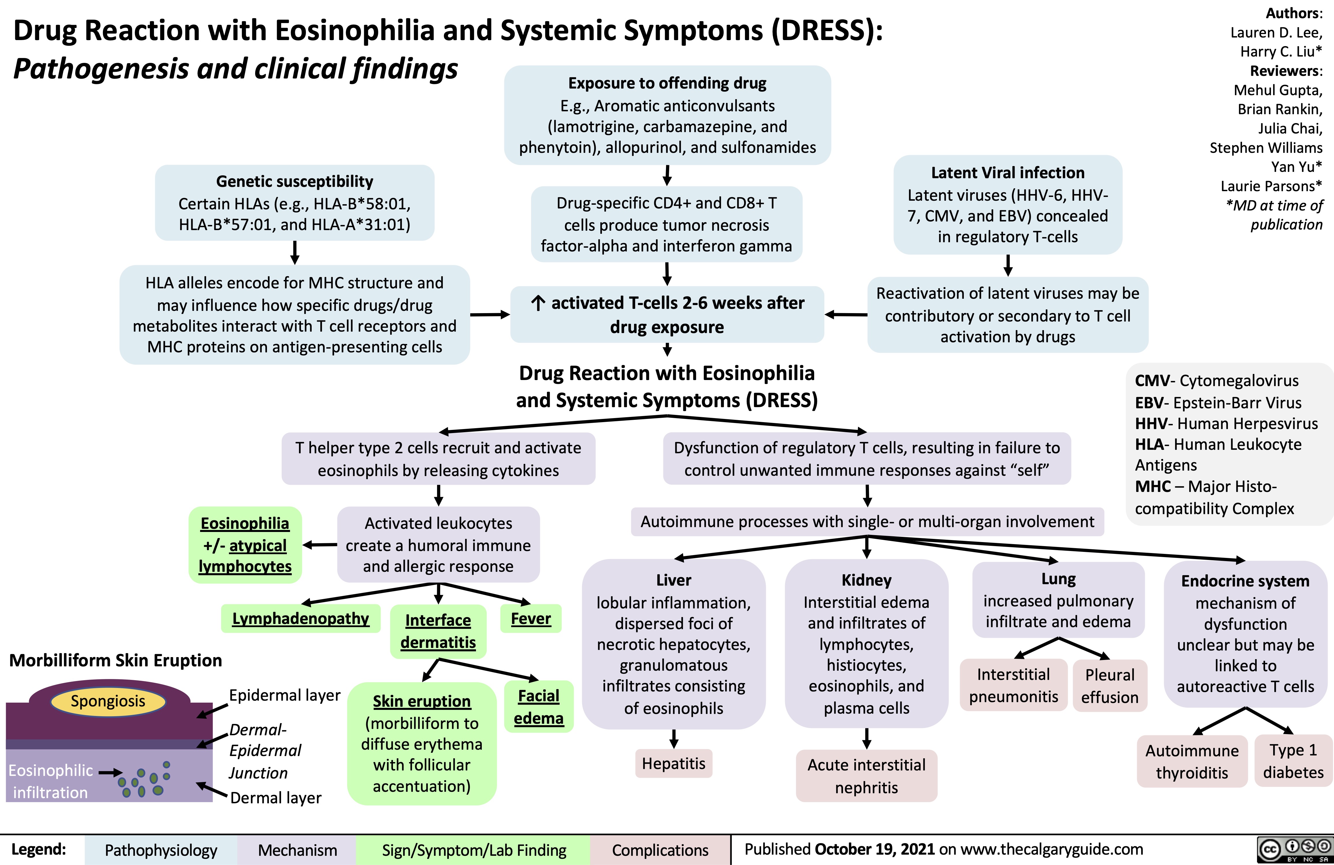 Drug Reaction with Eosinophilia and Systemic Symptoms (DRESS):
Authors: Lauren D. Lee, Harry C. Liu* Reviewers: Mehul Gupta, Brian Rankin, Julia Chai, Stephen Williams Yan Yu* Laurie Parsons* *MD at time of publication
Pathogenesis and clinical findings
Genetic susceptibility
Certain HLAs (e.g., HLA-B*58:01, HLA-B*57:01, and HLA-A*31:01)
HLA alleles encode for MHC structure and may influence how specific drugs/drug metabolites interact with T cell receptors and MHC proteins on antigen-presenting cells
Exposure to offending drug
E.g., Aromatic anticonvulsants (lamotrigine, carbamazepine, and phenytoin), allopurinol, and sulfonamides
Drug-specific CD4+ and CD8+ T cells produce tumor necrosis factor-alpha and interferon gamma
↑ activated T-cells 2-6 weeks after drug exposure
Drug Reaction with Eosinophilia and Systemic Symptoms (DRESS)
Latent Viral infection
Latent viruses (HHV-6, HHV- 7, CMV, and EBV) concealed in regulatory T-cells
Reactivation of latent viruses may be contributory or secondary to T cell activation by drugs
               Eosinophilia +/- atypical lymphocytes
T helper type 2 cells recruit and activate eosinophils by releasing cytokines
Activated leukocytes create a humoral immune and allergic response
Dysfunction of regulatory T cells, resulting in failure to control unwanted immune responses against “self”
Autoimmune processes with single- or multi-organ involvement
CMV- Cytomegalovirus EBV- Epstein-Barr Virus HHV- Human Herpesvirus HLA- Human Leukocyte Antigens
MHC – Major Histo- compatibility Complex
Endocrine system
mechanism of dysfunction unclear but may be linked to autoreactive T cells
Autoimmune Type 1 thyroiditis diabetes
             Lymphadenopathy
Fever
Facial edema
Liver
lobular inflammation, dispersed foci of necrotic hepatocytes, granulomatous infiltrates consisting of eosinophils
Hepatitis
Kidney
Interstitial edema and infiltrates of lymphocytes, histiocytes, eosinophils, and plasma cells
Acute interstitial nephritis
Lung
increased pulmonary infiltrate and edema
 Morbilliform Skin Eruption
Spongiosis
Epidermal layer
Dermal- Epidermal Junction Dermal layer
Interface dermatitis
Skin eruption
(morbilliform to diffuse erythema with follicular accentuation)
Interstitial pneumonitis
Pleural effusion
              Eosinophilic infiltration
 Legend:
 Pathophysiology
 Mechanism
Sign/Symptom/Lab Finding
 Complications
 Published October 19, 2021 on www.thecalgaryguide.com
  