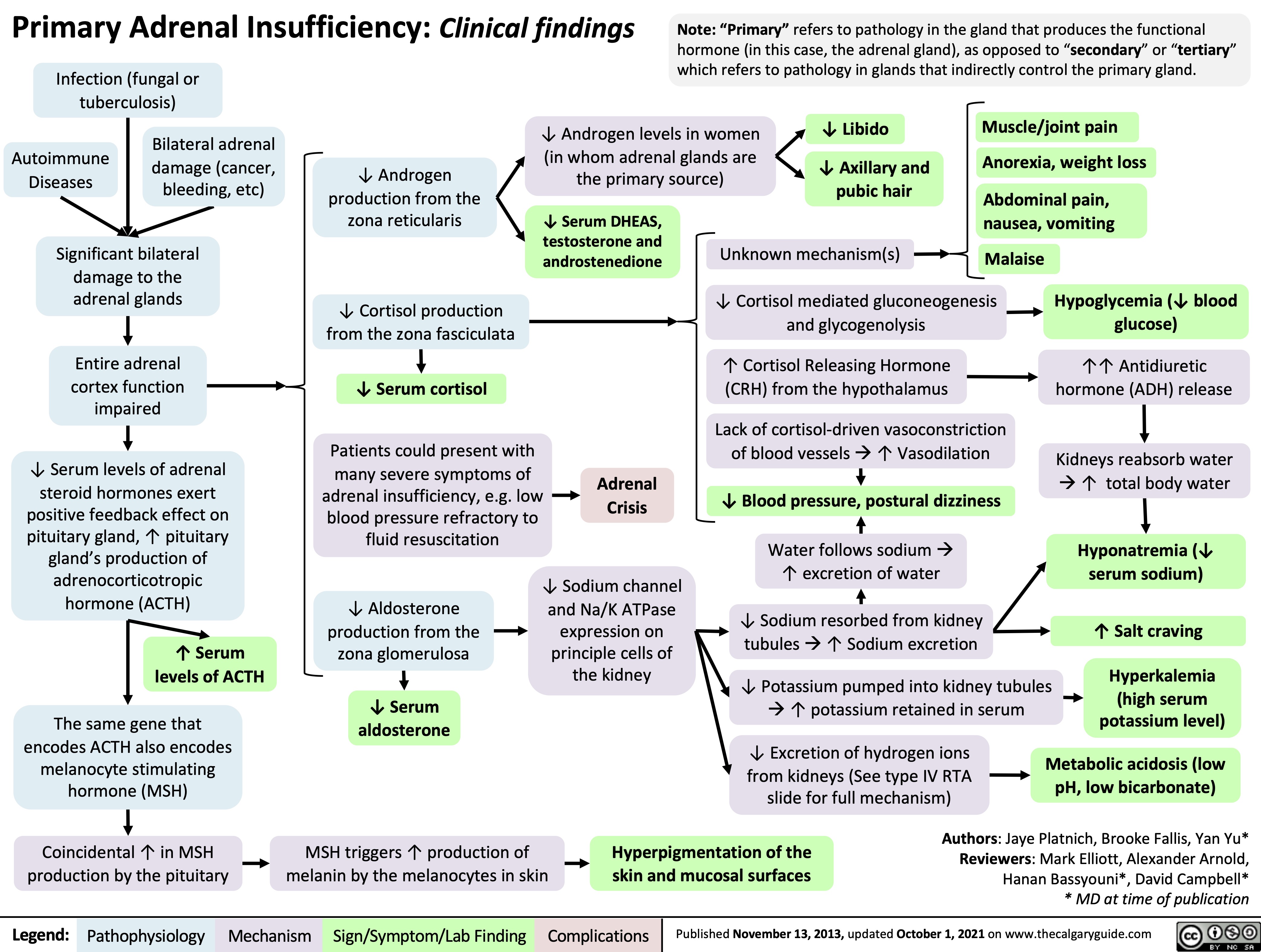 Primary Adrenal Insufficiency: Clinical findings Infection (fungal or
tuberculosis)
Note: “Primary” refers to pathology in the gland that produces the functional hormone (in this case, the adrenal gland), as opposed to “secondary” or “tertiary” which refers to pathology in glands that indirectly control the primary gland.
        Bilateral adrenal Autoimmune damage (cancer,
↓ Androgen levels in women (in whom adrenal glands are the primary source)
↓ Libido
↓ Axillary and pubic hair
Muscle/joint pain
Anorexia, weight loss
Abdominal pain, nausea, vomiting
     Diseases bleeding, etc)
↓ Androgen production from the zona reticularis
↓ Cortisol production from the zona fasciculata
↓ Serum cortisol
Patients could present with many severe symptoms of
adrenal insufficiency, e.g. low blood pressure refractory to fluid resuscitation
       Significant bilateral damage to the adrenal glands
Entire adrenal cortex function impaired
↓ Serum levels of adrenal steroid hormones exert positive feedback effect on pituitary gland, ↑ pituitary gland’s production of adrenocorticotropic hormone (ACTH)
↑ Serum levels of ACTH
The same gene that encodes ACTH also encodes melanocyte stimulating hormone (MSH)
Coincidental ↑ in MSH production by the pituitary
↓ Serum DHEAS, testosterone and androstenedione
Unknown mechanism(s)
Malaise
                Adrenal Crisis
↓ Cortisol mediated gluconeogenesis and glycogenolysis
↑ Cortisol Releasing Hormone (CRH) from the hypothalamus
Lack of cortisol-driven vasoconstriction of blood vesselsà↑ Vasodilation
↓ Blood pressure, postural dizziness
Water follows sodiumà ↑ excretion of water
↓ Sodium resorbed from kidney tubulesà↑ Sodium excretion
↓ Potassium pumped into kidney tubules à↑ potassium retained in serum
Hypoglycemia (↓ blood glucose)
↑↑ Antidiuretic hormone (ADH) release
Kidneys reabsorb water à↑ total body water
Hyponatremia (↓ serum sodium)
↑ Salt craving
Hyperkalemia (high serum potassium level)
     ↓ Aldosterone production from the zona glomerulosa
↓ Serum aldosterone
MSH triggers ↑ production of melanin by the melanocytes in skin
↓ Excretion of hydrogen ions from kidneys (See type IV RTA slide for full mechanism)
Metabolic acidosis (low pH, low bicarbonate)
↓ Sodium channel and Na/K ATPase
expression on principle cells of the kidney
            Hyperpigmentation of the skin and mucosal surfaces
Authors: Jaye Platnich, Brooke Fallis, Yan Yu* Reviewers: Mark Elliott, Alexander Arnold, Hanan Bassyouni*, David Campbell* * MD at time of publication
 Legend:
 Pathophysiology
Mechanism
Sign/Symptom/Lab Finding
 Complications
 Published November 13, 2013, updated October 1, 2021 on www.thecalgaryguide.com
   
