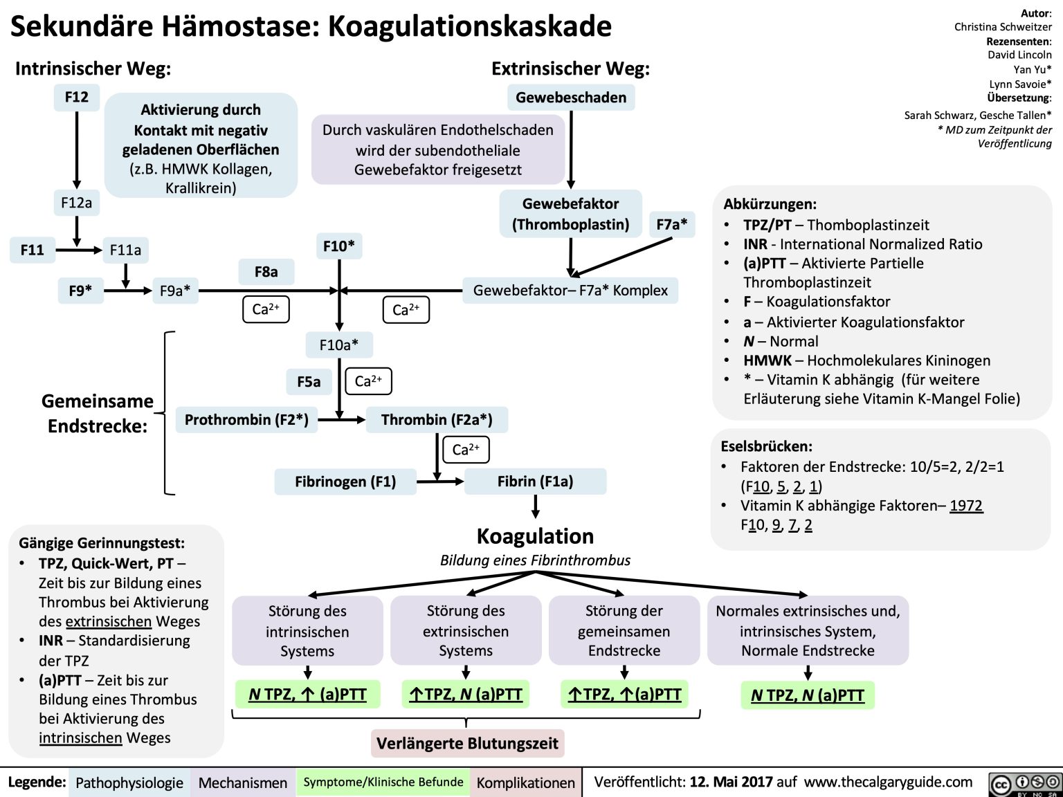 Sekundäre Hämostase Koagulationskaskade Calgary Guide