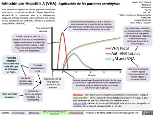 infeccion-por-hepatitis-a-vha-explicacion-de-los-patrones-serologicos
