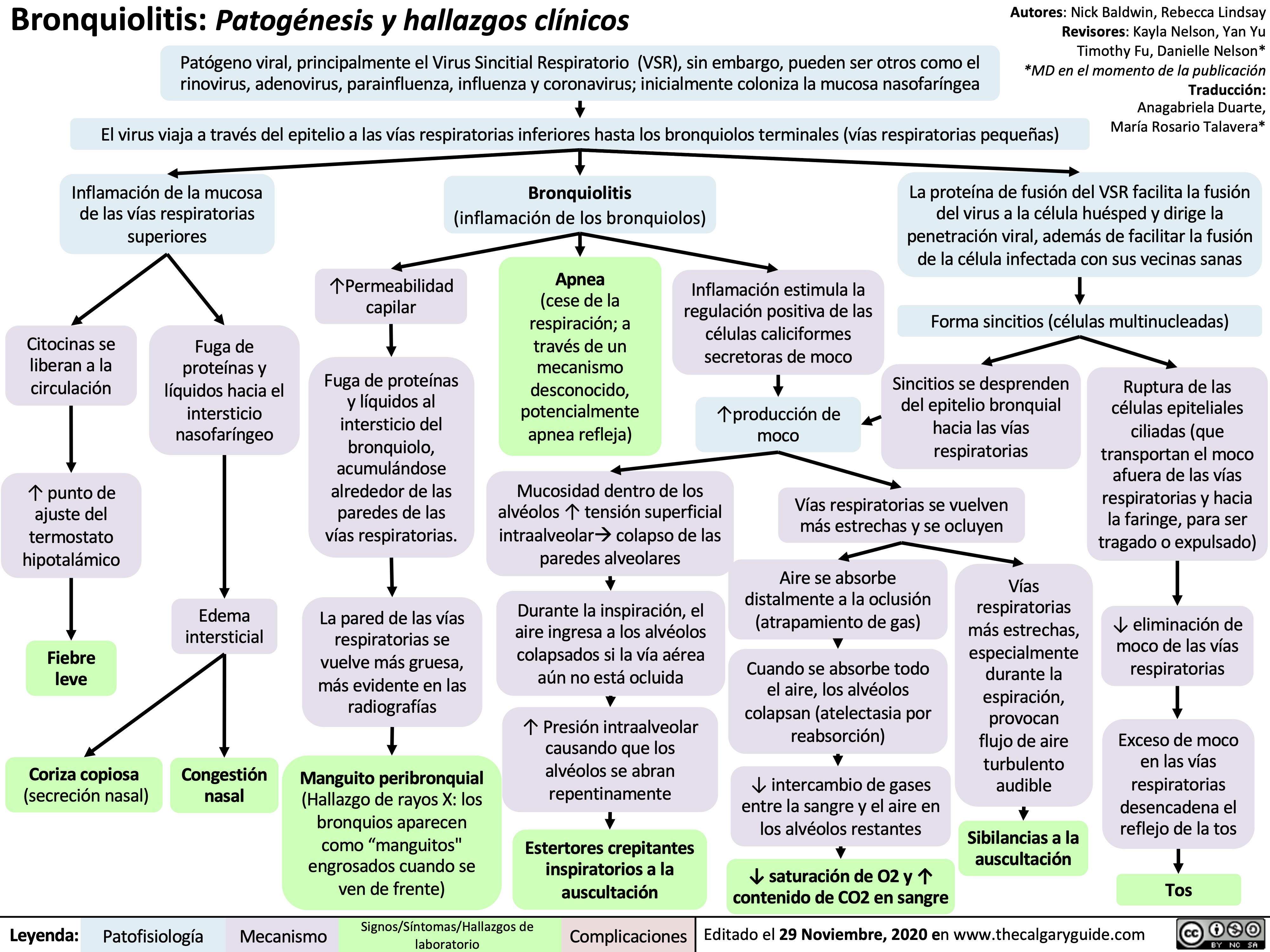 bronquiolitis-patogenesis-y-hallazgos-clinicos