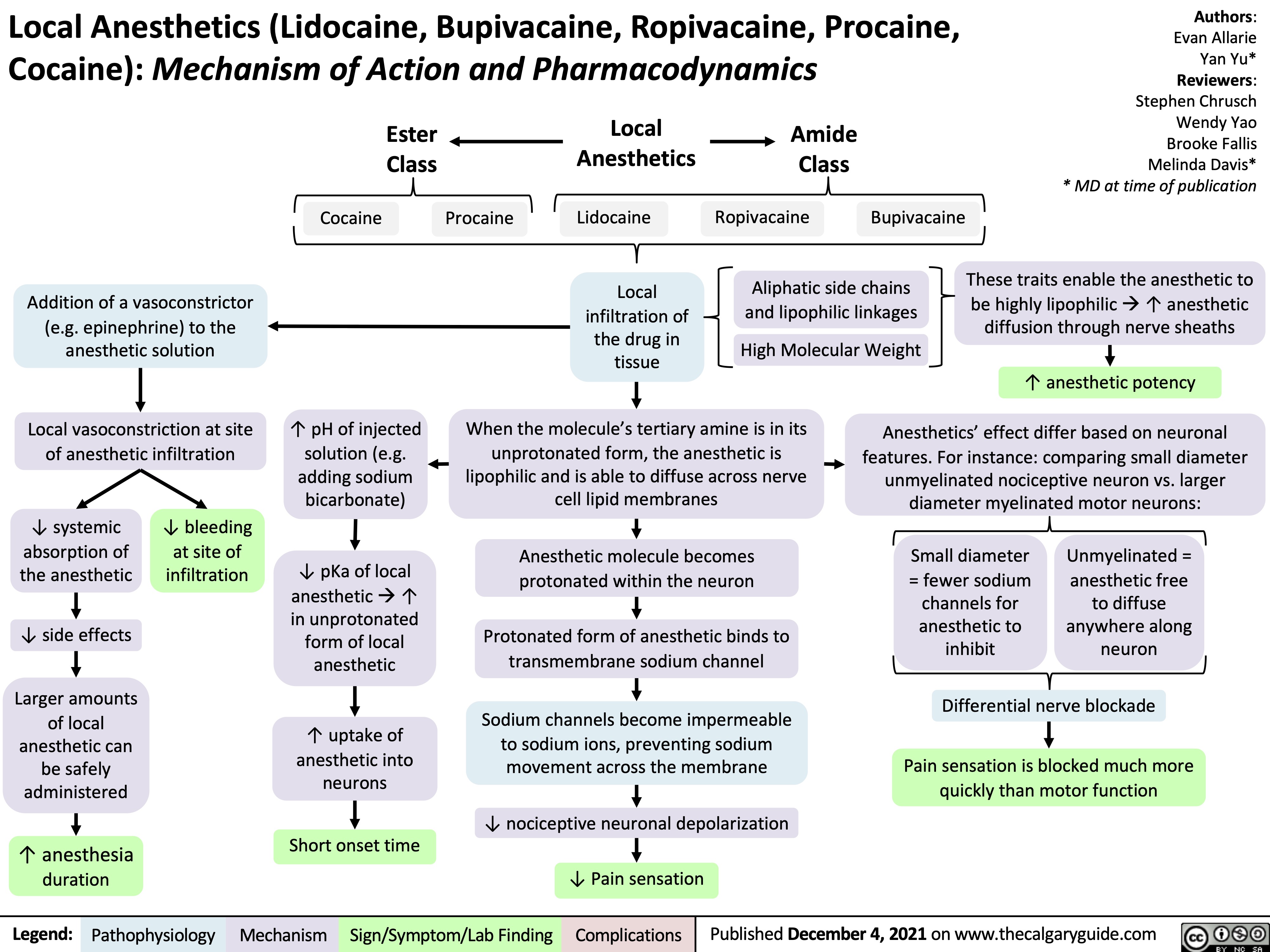 Local Anesthetics (Lidocaine, Bupivacaine, Ropivacaine, Procaine, Cocaine): Mechanism of Action and Pharmacodynamics
Ester Class
Cocaine
Local Anesthetics
Lidocaine
Local infiltration of the drug in tissue
Amide Class
Ropivacaine
Authors: Evan Allarie Yan Yu* Reviewers: Stephen Chrusch Wendy Yao Brooke Fallis Melinda Davis* * MD at time of publication
These traits enable the anesthetic to be highly lipophilicà↑ anesthetic diffusion through nerve sheaths
↑ anesthetic potency
Anesthetics’ effect differ based on neuronal features. For instance: comparing small diameter
unmyelinated nociceptive neuron vs. larger diameter myelinated motor neurons:
         Procaine
Bupivacaine
       Addition of a vasoconstrictor (e.g. epinephrine) to the anesthetic solution
Local vasoconstriction at site of anesthetic infiltration
Aliphatic side chains and lipophilic linkages
High Molecular Weight
           ↓ systemic absorption of the anesthetic
↓ side effects Larger amounts
of local anesthetic can be safely administered
↑ anesthesia duration
↓ bleeding at site of infiltration
↑ pH of injected solution (e.g. adding sodium bicarbonate)
↓ pKa of local anestheticà↑ in unprotonated form of local anesthetic
↑ uptake of anesthetic into neurons
Short onset time
When the molecule’s tertiary amine is in its unprotonated form, the anesthetic is lipophilic and is able to diffuse across nerve cell lipid membranes
Anesthetic molecule becomes protonated within the neuron
Protonated form of anesthetic binds to transmembrane sodium channel
Sodium channels become impermeable to sodium ions, preventing sodium movement across the membrane
↓ nociceptive neuronal depolarization ↓ Pain sensation
Small diameter = fewer sodium channels for anesthetic to inhibit
Unmyelinated = anesthetic free
to diffuse anywhere along neuron
          Differential nerve blockade
Pain sensation is blocked much more quickly than motor function
        Legend:
 Pathophysiology
Mechanism
Sign/Symptom/Lab Finding
 Complications
Published December 4, 2021 on www.thecalgaryguide.com
    