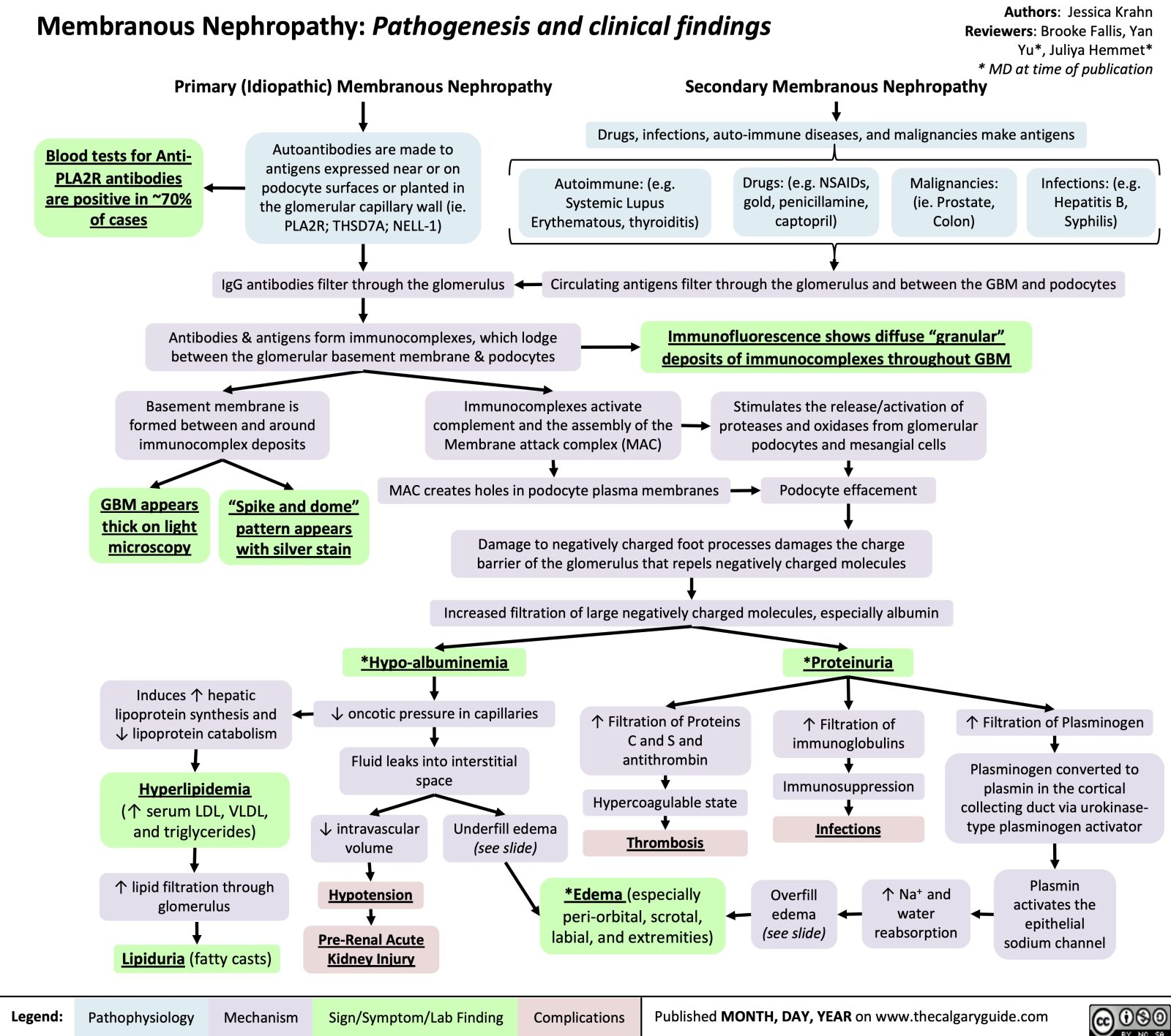 Membranous Nephropathy: Pathogenesis and clinical findings | Calgary Guide