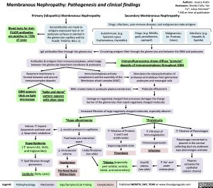 Membranous Nephropathy: Pathogenesis and clinical findings