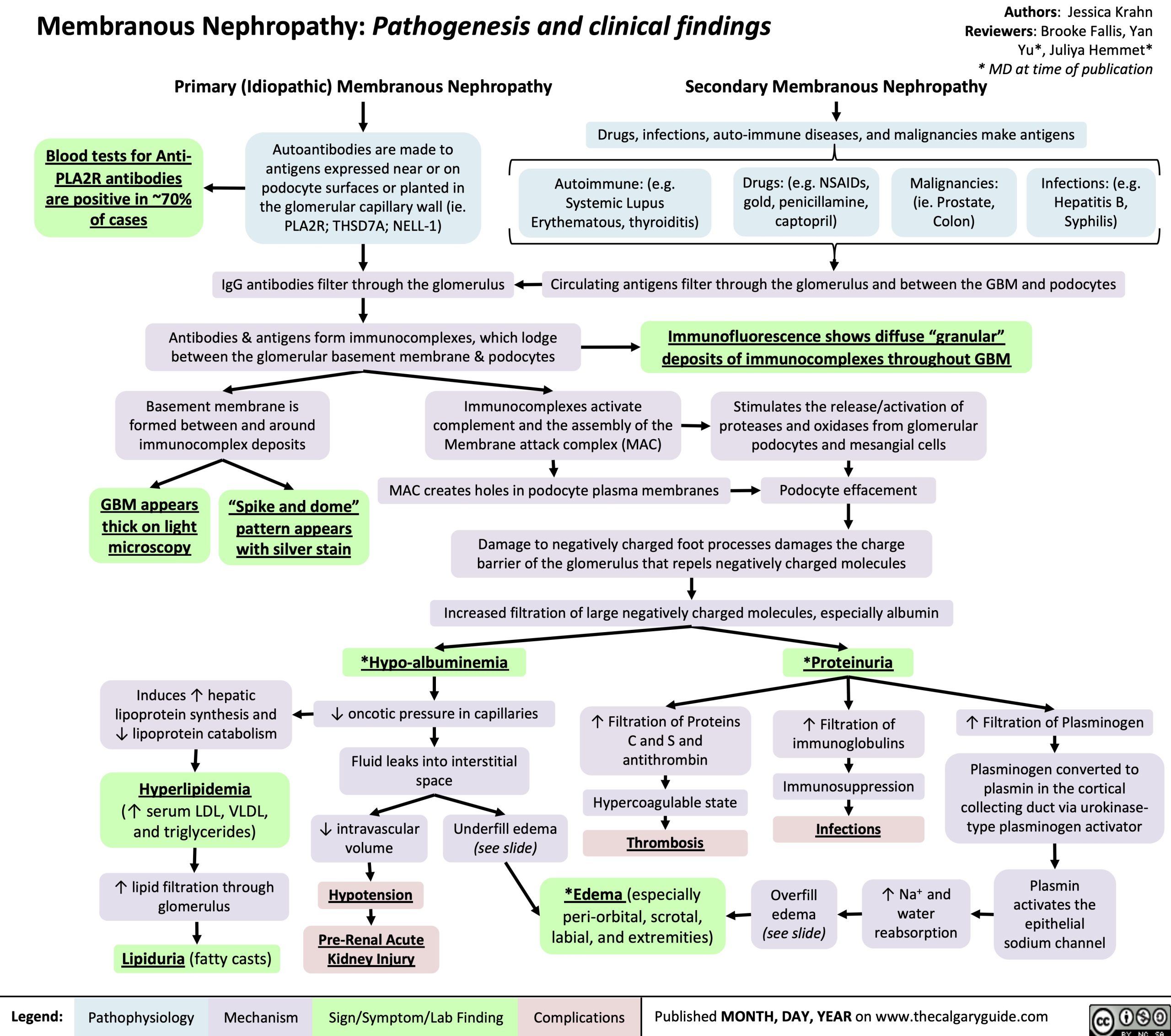 Membranous Nephropathy: Pathogenesis and clinical findings