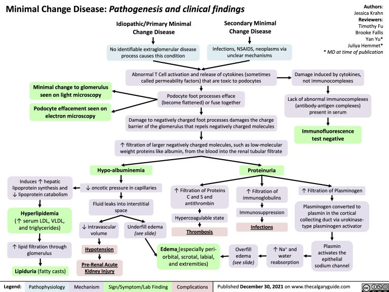 Minimal Change Disease: Pathogenesis and clinical findings | Calgary Guide