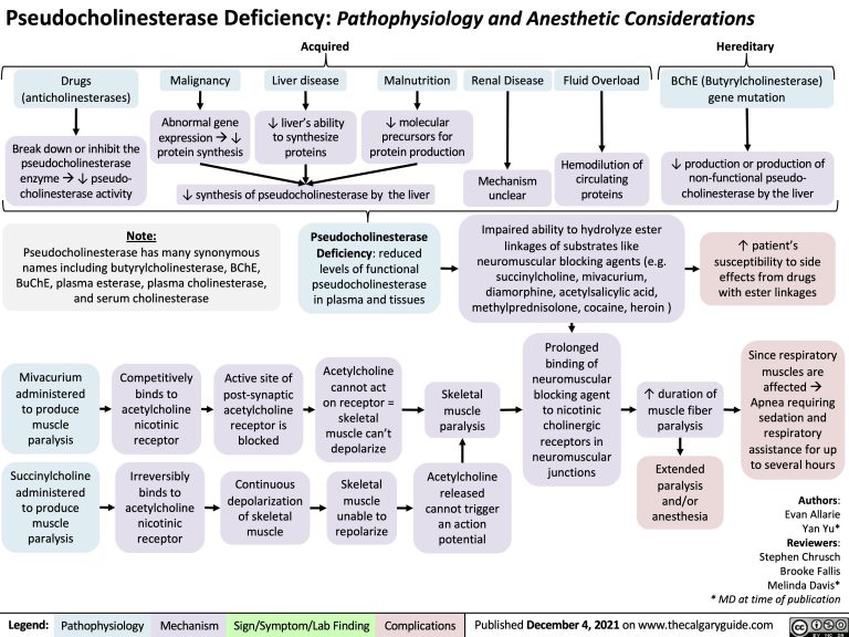 Pseudocholinesterase Deficiency: Pathophysiology and Anesthetic ...