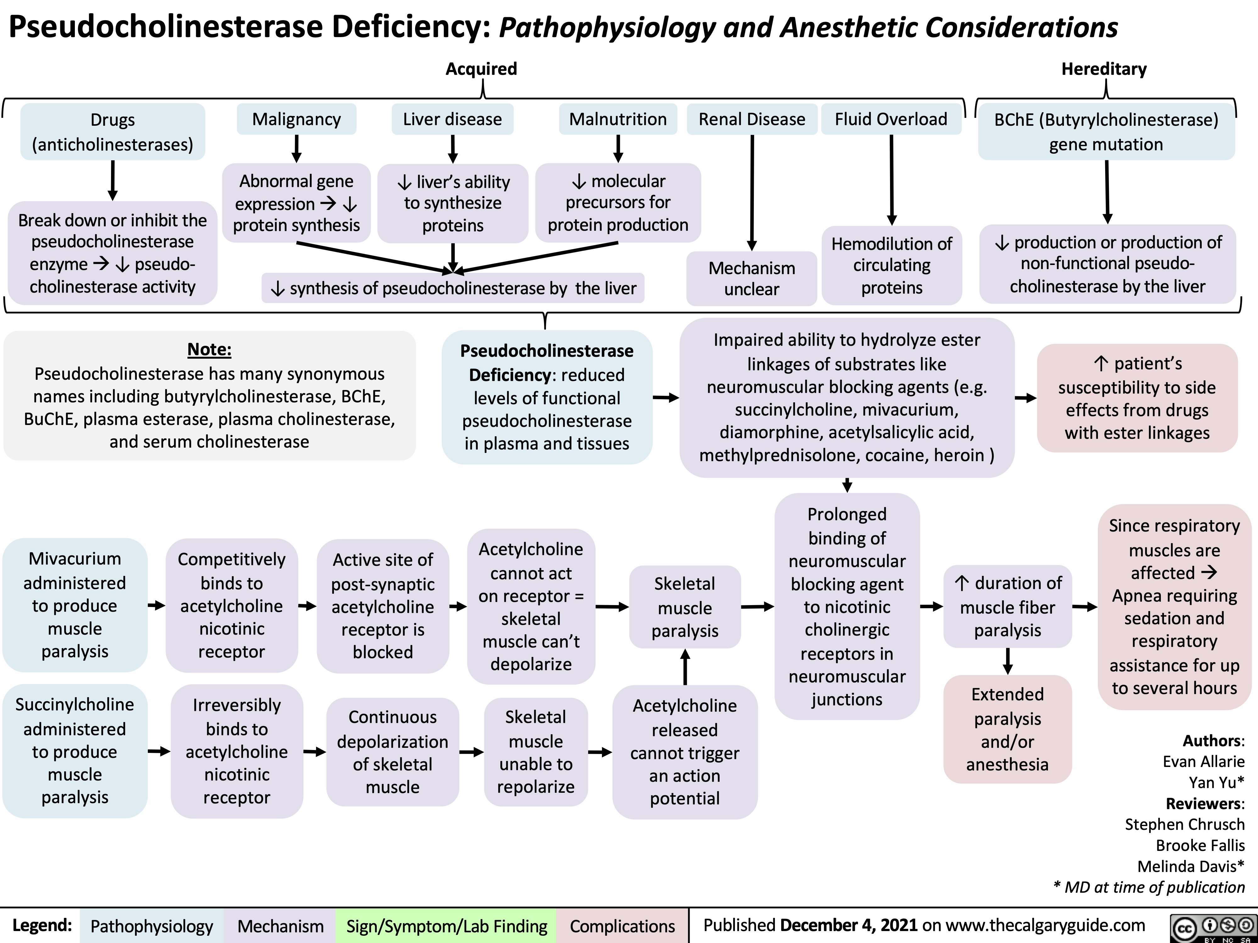 Pseudocholinesterase Deficiency: Pathophysiology and Anesthetic Considerations
         Drugs (anticholinesterases)
Break down or inhibit the pseudocholinesterase enzymeà↓ pseudo- cholinesterase activity
Note:
Pseudocholinesterase has many synonymous
names including butyrylcholinesterase, BChE, BuChE, plasma esterase, plasma cholinesterase, and serum cholinesterase
Malignancy Abnormal gene
expressionà↓ protein synthesis
Acquired
Liver disease
↓ liver’s ability to synthesize proteins
Malnutrition
↓ molecular precursors for protein production
Renal Disease
Mechanism unclear
Fluid Overload
Hemodilution of circulating proteins
Hereditary
BChE (Butyrylcholinesterase) gene mutation
↓ production or production of non-functional pseudo- cholinesterase by the liver
             ↓ synthesis of pseudocholinesterase by the liver
    Pseudocholinesterase Deficiency: reduced levels of functional pseudocholinesterase in plasma and tissues
Impaired ability to hydrolyze ester linkages of substrates like neuromuscular blocking agents (e.g. succinylcholine, mivacurium, diamorphine, acetylsalicylic acid, methylprednisolone, cocaine, heroin )
Prolonged
binding of neuromuscular blocking agent to nicotinic cholinergic receptors in neuromuscular junctions
↑ patient’s susceptibility to side effects from drugs with ester linkages
       Mivacurium administered to produce muscle paralysis
Succinylcholine administered
to produce muscle paralysis
Competitively binds to acetylcholine nicotinic receptor
Irreversibly binds to acetylcholine nicotinic receptor
Active site of post-synaptic acetylcholine receptor is blocked
Continuous depolarization
of skeletal muscle
Acetylcholine cannot act on receptor = skeletal muscle can’t depolarize
Skeletal muscle unable to repolarize
Skeletal muscle paralysis
Acetylcholine released cannot trigger an action potential
↑ duration of muscle fiber paralysis
Since respiratory muscles are affectedà Apnea requiring sedation and respiratory assistance for up to several hours
   Extended paralysis and/or anesthesia
Authors: Evan Allarie Yan Yu* Reviewers: Stephen Chrusch Brooke Fallis Melinda Davis* * MD at time of publication
      Legend:
 Pathophysiology
 Mechanism
Sign/Symptom/Lab Finding
 Complications
Published December 4, 2021 on www.thecalgaryguide.com
   