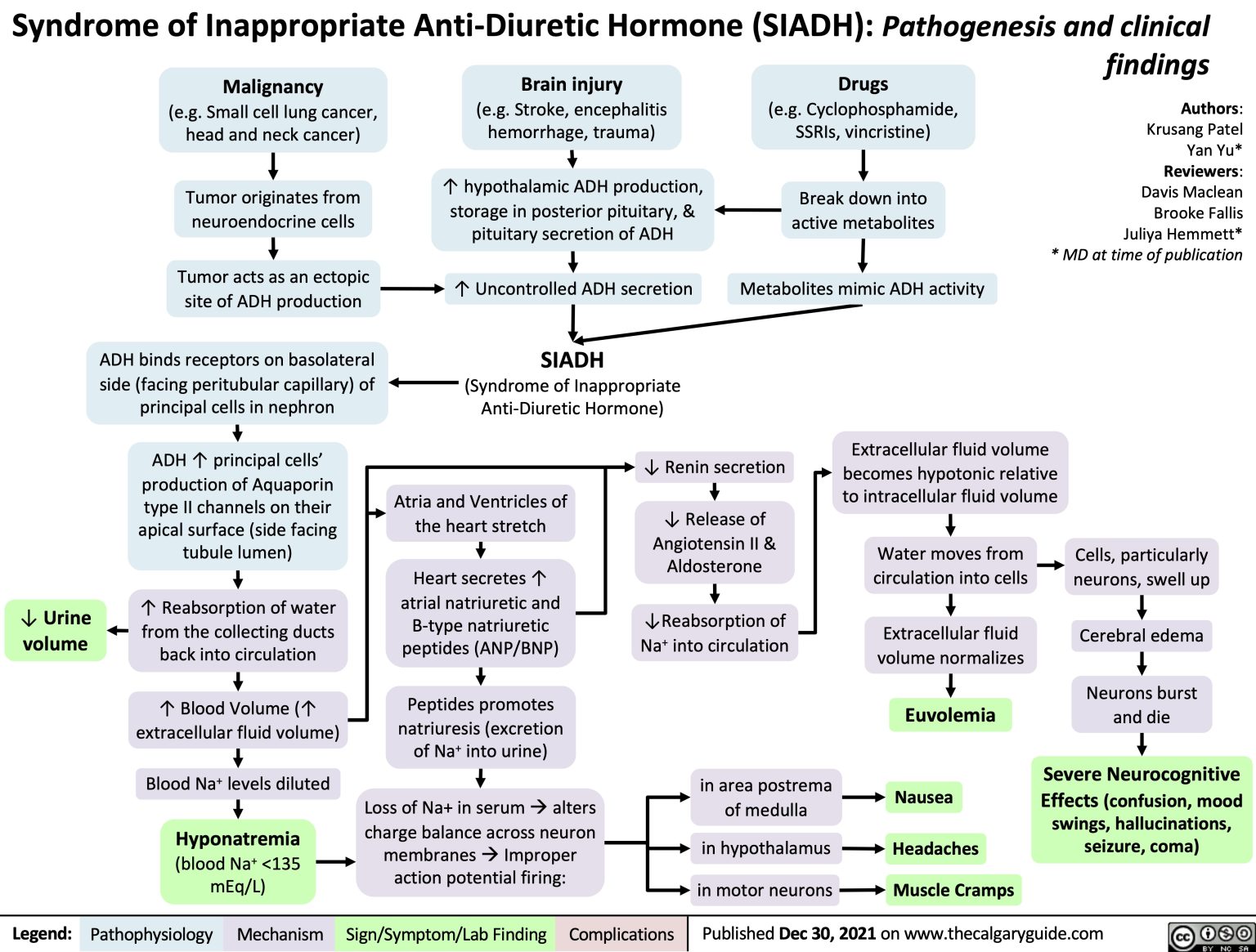 Syndrome of Inappropriate Anti-Diuretic Hormone (SIADH): Pathogenesis ...