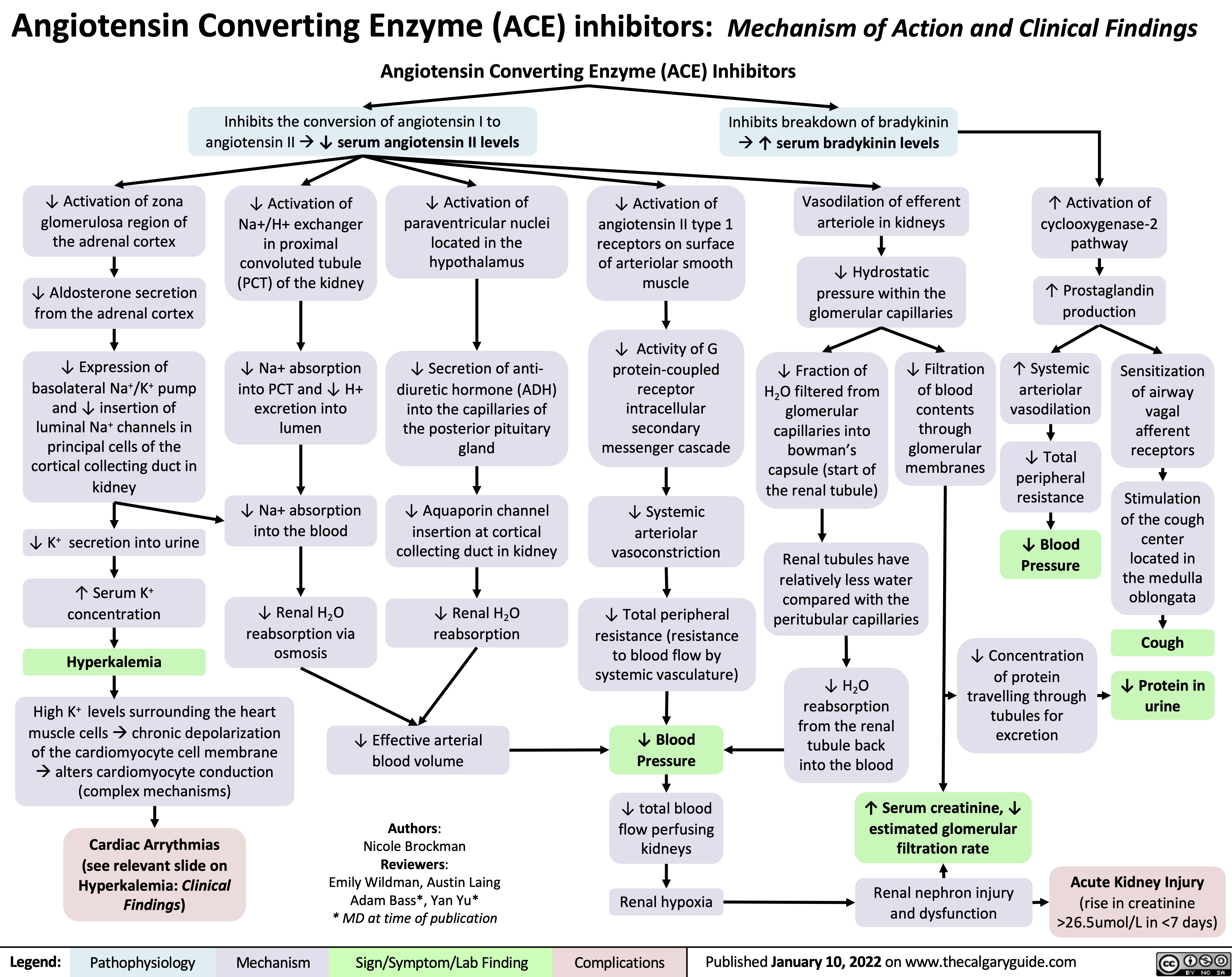 Angiotensin Converting Enzyme (ACE) inhibitors: Mechanism of Action and Clinical Findings Angiotensin Converting Enzyme (ACE) Inhibitors
   Inhibits the conversion of angiotensin I to angiotensin IIà↓ serum angiotensin II levels
Inhibits breakdown of bradykinin
            ↓ Activation of zona glomerulosa region of the adrenal cortex
↓ Aldosterone secretion from the adrenal cortex
↓ Expression of basolateral Na+/K+ pump
and ↓ insertion of luminal Na+ channels in principal cells of the cortical collecting duct in kidney
↓ K+ secretion into urine
↑ Serum K+ concentration
Hyperkalemia
↓ Activation of Na+/H+ exchanger in proximal convoluted tubule (PCT) of the kidney
↓ Na+ absorption into PCT and ↓ H+ excretion into lumen
↓ Na+ absorption into the blood
↓ Renal H2O reabsorption via osmosis
↓ Activation of paraventricular nuclei located in the hypothalamus
↓ Secretion of anti- diuretic hormone (ADH)
into the capillaries of the posterior pituitary gland
↓ Aquaporin channel insertion at cortical collecting duct in kidney
↓ Renal H2O reabsorption
à↑ serum bradykinin levels Vasodilation of efferent
arteriole in kidneys
↓ Hydrostatic pressure within the glomerular capillaries
↑ Activation of cyclooxygenase-2 pathway
↑ Prostaglandin production
↓ Activation of angiotensin II type 1 receptors on surface of arteriolar smooth muscle
↓ Activity of G protein-coupled receptor intracellular secondary messenger cascade
↓ Systemic arteriolar vasoconstriction
↓ Total peripheral resistance (resistance
to blood flow by systemic vasculature)
↓ Blood Pressure
↓ total blood flow perfusing kidneys
Renal hypoxia
↑ Systemic arteriolar vasodilation
↓ Total peripheral resistance
↓ Blood Pressure
↓ Concentration of protein
travelling through tubules for excretion
               ↓ Fraction of H2O filtered from glomerular capillaries into bowman’s capsule (start of the renal tubule)
↓ Filtration of blood contents through glomerular membranes
Sensitization of airway vagal afferent receptors
Stimulation of the cough
center located in the medulla oblongata
Cough
↓ Protein in urine
                        High K+ levels surrounding the heart muscle cellsàchronic depolarization
of the cardiomyocyte cell membrane àalters cardiomyocyte conduction (complex mechanisms)
Cardiac Arrythmias (see relevant slide on Hyperkalemia: Clinical Findings)
↓ Effective arterial blood volume
Authors:
Nicole Brockman Reviewers:
Emily Wildman, Austin Laing Adam Bass*, Yan Yu*
* MD at time of publication
Renal tubules have relatively less water compared with the peritubular capillaries
↓ H2O reabsorption from the renal tubule back into the blood
     ↑ Serum creatinine, ↓ estimated glomerular filtration rate
Renal nephron injury and dysfunction
Acute Kidney Injury
(rise in creatinine >26.5umol/L in <7 days)
      Legend:
 Pathophysiology
Mechanism
Sign/Symptom/Lab Finding
 Complications
Published January 10, 2022 on www.thecalgaryguide.com
    