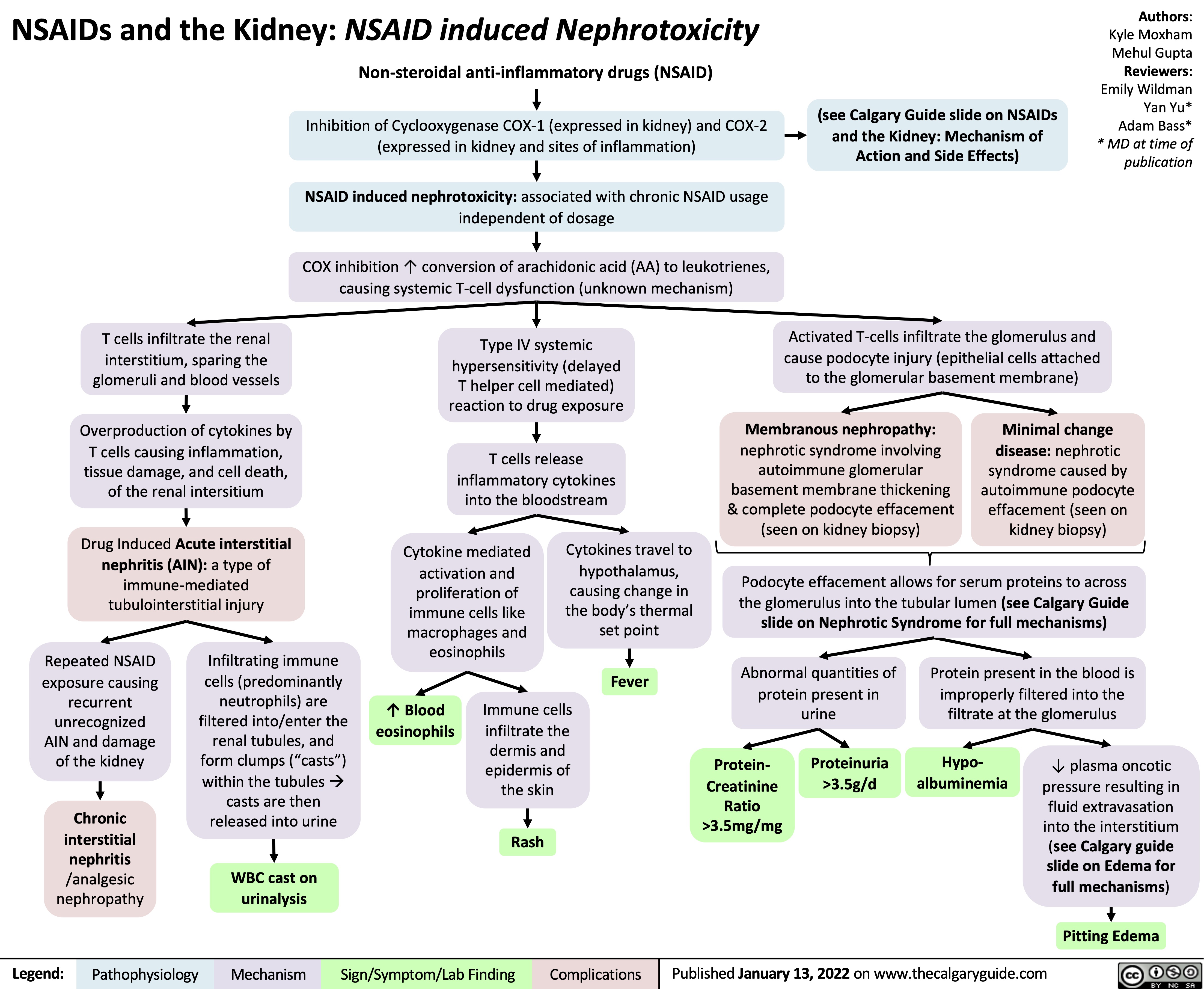 NSAIDs and the Kidney: NSAID induced Nephrotoxicity Non-steroidal anti-inflammatory drugs (NSAID)
Authors: Kyle Moxham Mehul Gupta Reviewers: Emily Wildman Yan Yu* Adam Bass* * MD at time of publication
  Inhibition of Cyclooxygenase COX-1 (expressed in kidney) and COX-2 (expressed in kidney and sites of inflammation)
NSAID induced nephrotoxicity: associated with chronic NSAID usage independent of dosage
COX inhibition ↑ conversion of arachidonic acid (AA) to leukotrienes, causing systemic T-cell dysfunction (unknown mechanism)
Type IV systemic hypersensitivity (delayed
T helper cell mediated) reaction to drug exposure
T cells release inflammatory cytokines into the bloodstream
(see Calgary Guide slide on NSAIDs and the Kidney: Mechanism of Action and Side Effects)
       T cells infiltrate the renal interstitium, sparing the glomeruli and blood vessels
Overproduction of cytokines by T cells causing inflammation,
tissue damage, and cell death, of the renal intersitium
Drug Induced Acute interstitial nephritis (AIN): a type of immune-mediated tubulointerstitial injury
Activated T-cells infiltrate the glomerulus and cause podocyte injury (epithelial cells attached to the glomerular basement membrane)
    Membranous nephropathy:
nephrotic syndrome involving autoimmune glomerular basement membrane thickening & complete podocyte effacement (seen on kidney biopsy)
Minimal change disease: nephrotic syndrome caused by autoimmune podocyte effacement (seen on kidney biopsy)
      Cytokine mediated activation and
proliferation of immune cells like macrophages and eosinophils
Cytokines travel to hypothalamus,
causing change in the body’s thermal set point
Fever
Podocyte effacement allows for serum proteins to across the glomerulus into the tubular lumen (see Calgary Guide slide on Nephrotic Syndrome for full mechanisms)
      Repeated NSAID exposure causing
recurrent unrecognized AIN and damage of the kidney
Chronic interstitial nephritis /analgesic nephropathy
Infiltrating immune cells (predominantly neutrophils) are filtered into/enter the renal tubules, and form clumps (“casts”) within the tubulesà casts are then released into urine
WBC cast on urinalysis
↑ Blood eosinophils
Immune cells infiltrate the
dermis and epidermis of the skin
Rash
Abnormal quantities of protein present in urine
Protein present in the blood is improperly filtered into the filtrate at the glomerulus
           Protein- Creatinine
Ratio >3.5mg/mg
Proteinuria >3.5g/d
Hypo- albuminemia
↓ plasma oncotic pressure resulting in fluid extravasation into the interstitium (see Calgary guide slide on Edema for full mechanisms)
   Pitting Edema
 Legend:
 Pathophysiology
Mechanism
Sign/Symptom/Lab Finding
 Complications
 Published January 13, 2022 on www.thecalgaryguide.com
   