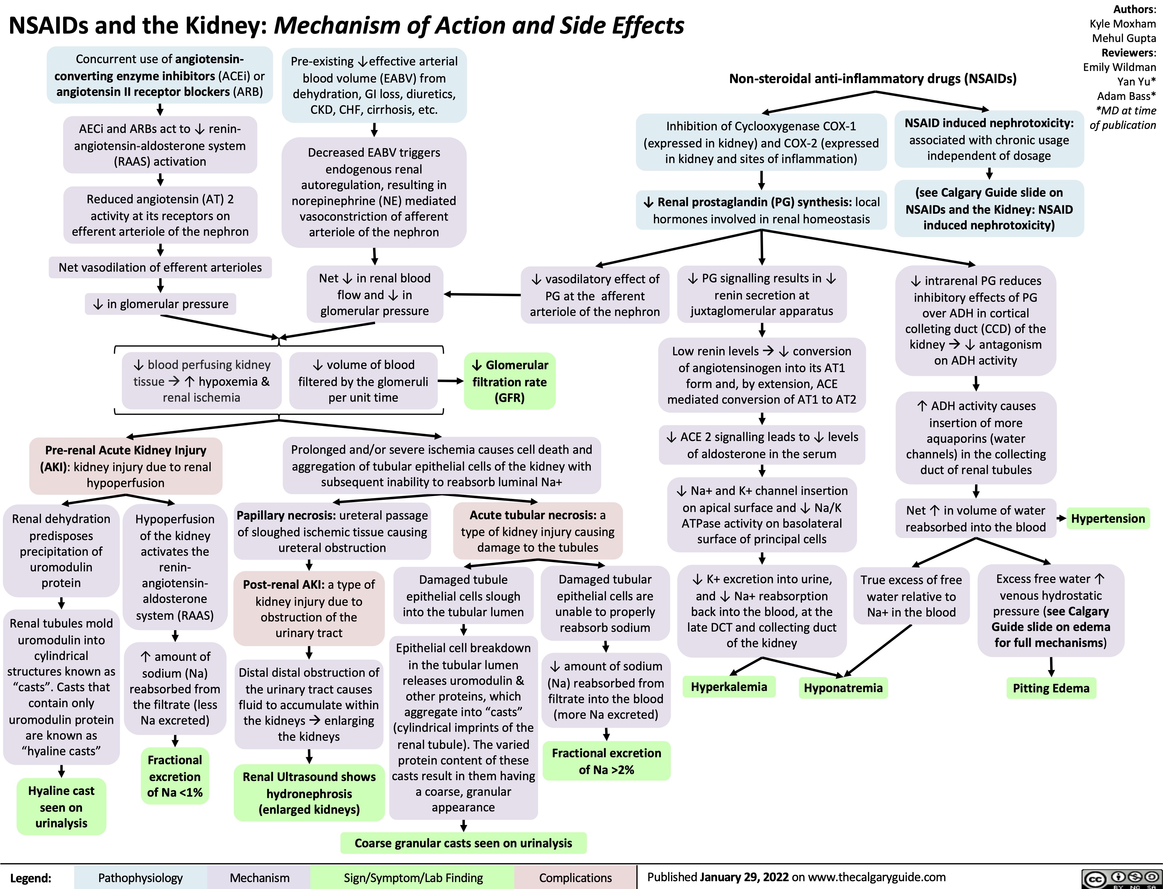 NSAIDs and the Kidney: Mechanism of Action and Side Effects
Authors: Kyle Moxham Mehul Gupta Reviewers: Emily Wildman Yan Yu* Adam Bass* *MD at time of publication
  Concurrent use of angiotensin- converting enzyme inhibitors (ACEi) or angiotensin II receptor blockers (ARB)
AECi and ARBs act to ↓ renin- angiotensin-aldosterone system (RAAS) activation
Reduced angiotensin (AT) 2 activity at its receptors on efferent arteriole of the nephron
Net vasodilation of efferent arterioles ↓ in glomerular pressure
↓ blood perfusing kidney tissueà↑ hypoxemia & renal ischemia
Pre-existing ↓effective arterial blood volume (EABV) from
dehydration, GI loss, diuretics, CKD, CHF, cirrhosis, etc.
Decreased EABV triggers endogenous renal autoregulation, resulting in norepinephrine (NE) mediated vasoconstriction of afferent arteriole of the nephron
Net ↓ in renal blood flow and ↓ in glomerular pressure
↓ volume of blood filtered by the glomeruli per unit time
Non-steroidal anti-inflammatory drugs (NSAIDs)
     Inhibition of Cyclooxygenase COX-1 (expressed in kidney) and COX-2 (expressed in kidney and sites of inflammation)
↓ Renal prostaglandin (PG) synthesis: local hormones involved in renal homeostasis
NSAID induced nephrotoxicity:
associated with chronic usage independent of dosage
(see Calgary Guide slide on NSAIDs and the Kidney: NSAID induced nephrotoxicity)
↓ intrarenal PG reduces inhibitory effects of PG over ADH in cortical colleting duct (CCD) of the kidneyà↓ antagonism on ADH activity
↑ ADH activity causes insertion of more
aquaporins (water channels) in the collecting duct of renal tubules
Net ↑ in volume of water reabsorbed into the blood
           ↓ vasodilatory effect of PG at the afferent arteriole of the nephron
↓ Glomerular filtration rate (GFR)
↓ PG signalling results in ↓ renin secretion at juxtaglomerular apparatus
Low renin levelsà↓ conversion of angiotensinogen into its AT1 form and, by extension, ACE mediated conversion of AT1 to AT2
↓ ACE 2 signalling leads to ↓ levels of aldosterone in the serum
↓ Na+ and K+ channel insertion on apical surface and ↓ Na/K ATPase activity on basolateral surface of principal cells
↓ K+ excretion into urine, and ↓ Na+ reabsorption
back into the blood, at the late DCT and collecting duct of the kidney
               Pre-renal Acute Kidney Injury (AKI): kidney injury due to renal hypoperfusion
Prolonged and/or severe ischemia causes cell death and aggregation of tubular epithelial cells of the kidney with subsequent inability to reabsorb luminal Na+
          Renal dehydration predisposes
precipitation of uromodulin protein
Renal tubules mold uromodulin into cylindrical structures known as “casts”. Casts that contain only uromodulin protein are known as “hyaline casts”
Hyaline cast seen on urinalysis
Hypoperfusion of the kidney activates the renin- angiotensin- aldosterone system (RAAS)
↑ amount of sodium (Na) reabsorbed from the filtrate (less Na excreted)
Fractional excretion of Na <1%
Papillary necrosis: ureteral passage of sloughed ischemic tissue causing ureteral obstruction
Acute tubular necrosis: a type of kidney injury causing damage to the tubules
Hypertension
        Post-renal AKI: a type of kidney injury due to
obstruction of the urinary tract
Distal distal obstruction of the urinary tract causes fluid to accumulate within the kidneysàenlarging the kidneys
Renal Ultrasound shows hydronephrosis (enlarged kidneys)
Damaged tubule epithelial cells slough into the tubular lumen
Epithelial cell breakdown in the tubular lumen
releases uromodulin & other proteins, which aggregate into “casts” (cylindrical imprints of the renal tubule). The varied protein content of these casts result in them having a coarse, granular appearance
Damaged tubular epithelial cells are unable to properly reabsorb sodium
↓ amount of sodium (Na) reabsorbed from filtrate into the blood (more Na excreted)
Fractional excretion of Na >2%
True excess of free water relative to Na+ in the blood
Excess free water ↑ venous hydrostatic pressure (see Calgary Guide slide on edema for full mechanisms)
Pitting Edema
          Hyperkalemia
Hyponatremia
     Coarse granular casts seen on urinalysis
 Legend:
 Pathophysiology
Mechanism
Sign/Symptom/Lab Finding
 Complications
Published January 29, 2022 on www.thecalgaryguide.com
    