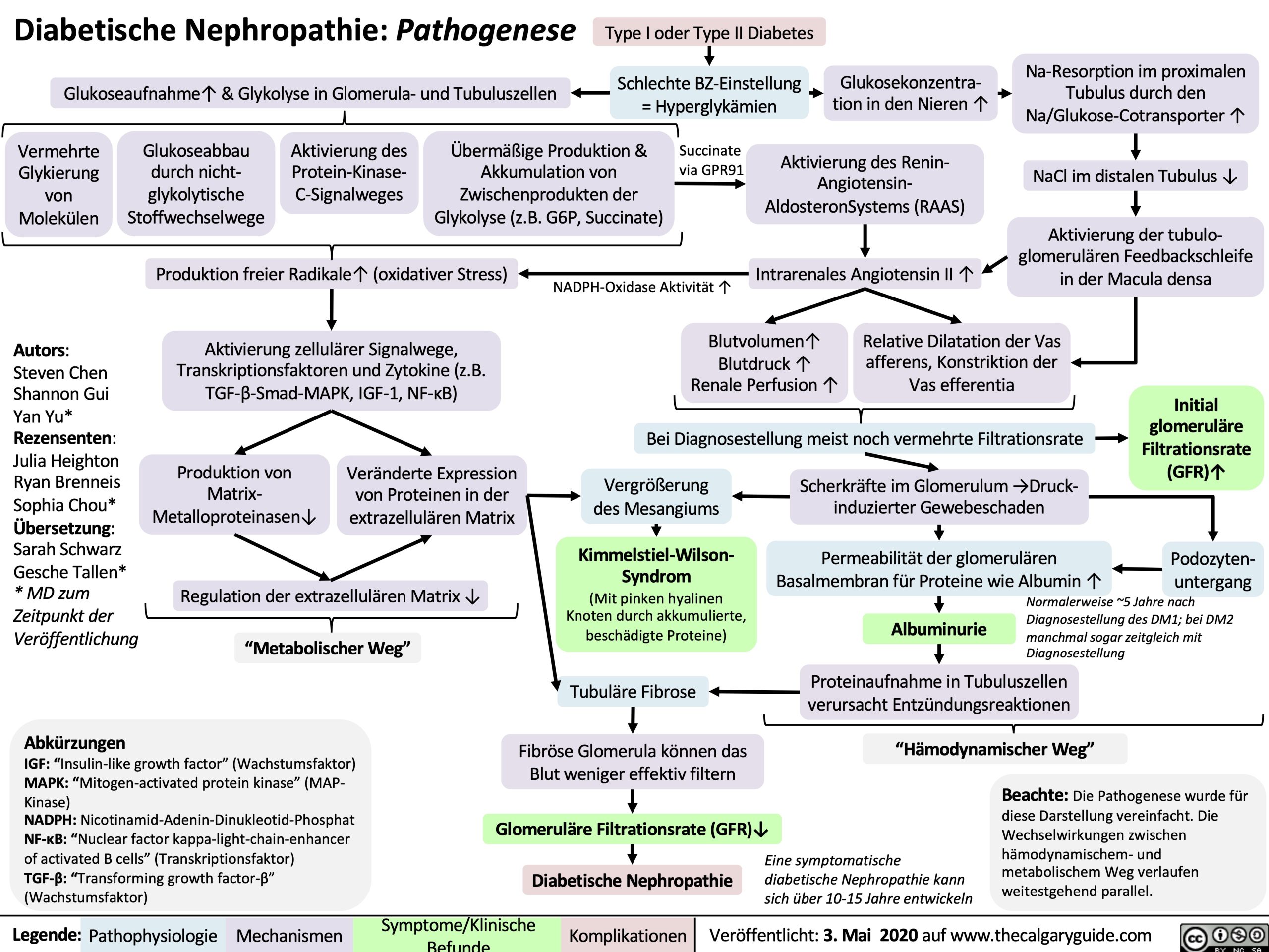 Diabetische Nephropathie: Pathogenese