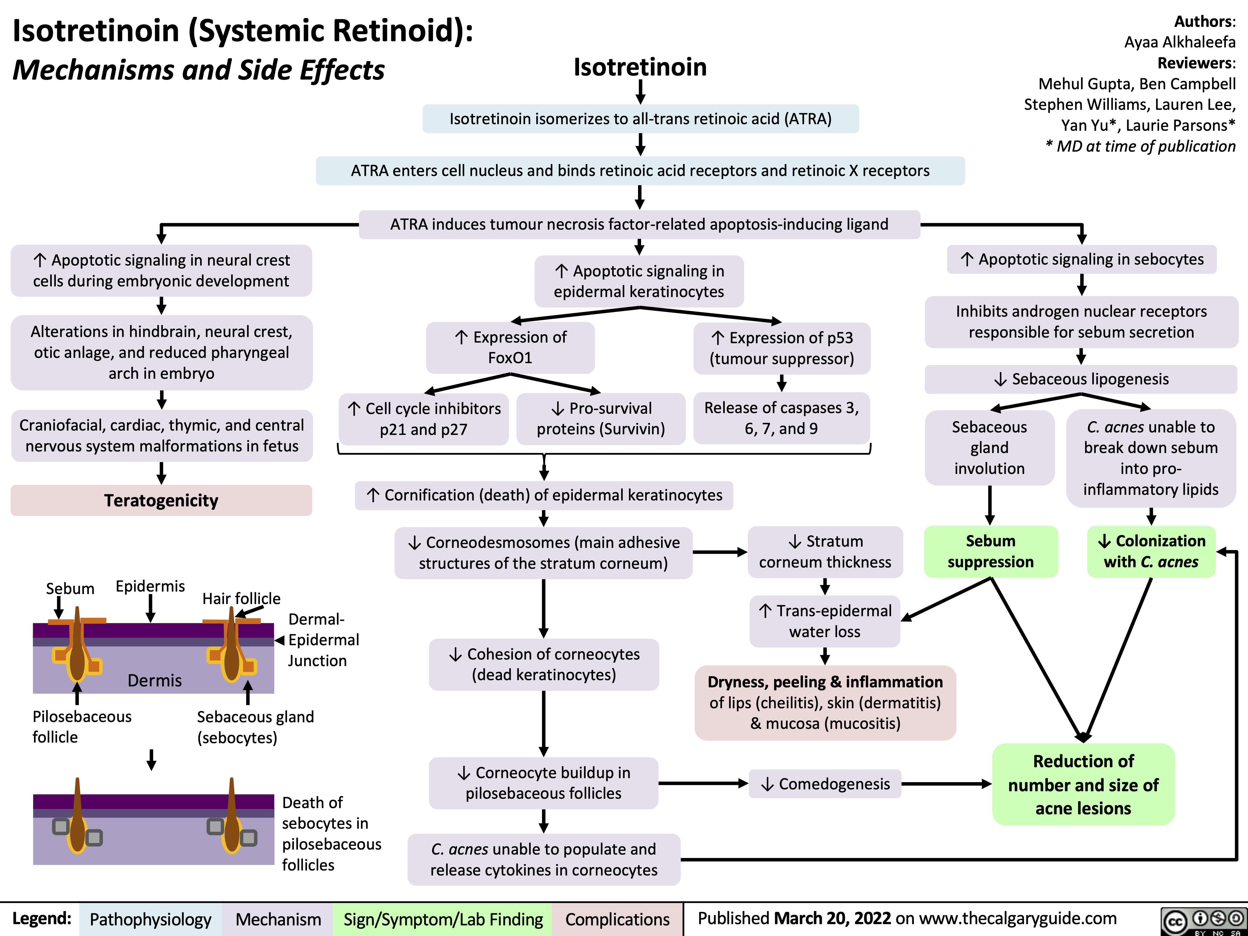 Isotretinoin (Systemic Retinoid):
Mechanisms and Side Effects
Isotretinoin
Authors: Ayaa Alkhaleefa Reviewers: Mehul Gupta, Ben Campbell Stephen Williams, Lauren Lee, Yan Yu*, Laurie Parsons* * MD at time of publication
↑ Apoptotic signaling in sebocytes
Inhibits androgen nuclear receptors responsible for sebum secretion
↓ Sebaceous lipogenesis
       ↑ Apoptotic signaling in neural crest cells during embryonic development
Alterations in hindbrain, neural crest, otic anlage, and reduced pharyngeal arch in embryo
Craniofacial, cardiac, thymic, and central nervous system malformations in fetus
Isotretinoin isomerizes to all-trans retinoic acid (ATRA)
ATRA enters cell nucleus and binds retinoic acid receptors and retinoic X receptors
ATRA induces tumour necrosis factor-related apoptosis-inducing ligand
↑ Apoptotic signaling in epidermal keratinocytes
      ↑ Expression of FoxO1
↑ Expression of p53 (tumour suppressor)
Release of caspases 3, 6, 7, and 9
        ↑ Cell cycle inhibitors p21 and p27
↓ Pro-survival proteins (Survivin)
Sebaceous gland involution
Sebum suppression
C. acnes unable to break down sebum into pro- inflammatory lipids
↓ Colonization with C. acnes
      Teratogenicity
↑ Cornification (death) of epidermal keratinocytes
↓ Corneodesmosomes (main adhesive structures of the stratum corneum)
↓ Cohesion of corneocytes (dead keratinocytes)
↓ Corneocyte buildup in pilosebaceous follicles
C. acnes unable to populate and release cytokines in corneocytes
     Epidermis
Dermis
Pilosebaceous follicle
↓ Stratum corneum thickness
↑ Trans-epidermal water loss
Dryness, peeling & inflammation
of lips (cheilitis), skin (dermatitis) & mucosa (mucositis)
↓ Comedogenesis
  Sebum
Hair follicle Dermal-
Epidermal Junction
Sebaceous gland (sebocytes)
Death of sebocytes in pilosebaceous follicles
        Reduction of number and size of acne lesions
        Legend:
 Pathophysiology
Mechanism
Sign/Symptom/Lab Finding
 Complications
Published March 20, 2022 on www.thecalgaryguide.com
    