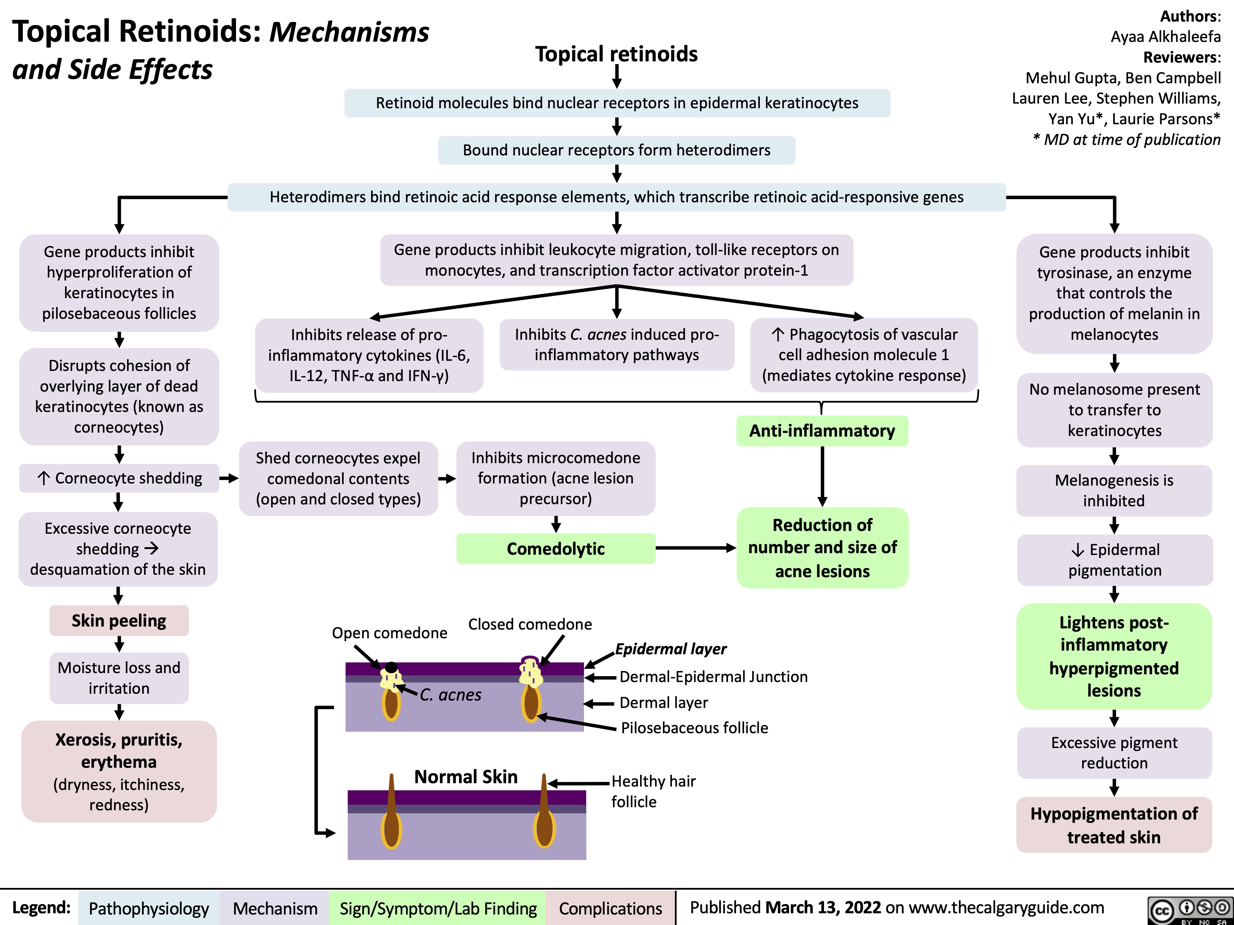 Topical Retinoids: Mechanisms and Side Effects
Topical retinoids
Authors: Ayaa Alkhaleefa Reviewers: Mehul Gupta, Ben Campbell Lauren Lee, Stephen Williams, Yan Yu*, Laurie Parsons* * MD at time of publication
Gene products inhibit tyrosinase, an enzyme that controls the production of melanin in melanocytes
No melanosome present to transfer to keratinocytes
Melanogenesis is inhibited
↓ Epidermal pigmentation
Lightens post-
inflammatory hyperpigmented lesions
Excessive pigment reduction
Hypopigmentation of treated skin
        Gene products inhibit hyperproliferation of keratinocytes in pilosebaceous follicles
Disrupts cohesion of overlying layer of dead keratinocytes (known as corneocytes)
↑ Corneocyte shedding
Excessive corneocyte sheddingà desquamation of the skin
Skin peeling
Moisture loss and irritation
Xerosis, pruritis, erythema (dryness, itchiness, redness)
Retinoid molecules bind nuclear receptors in epidermal keratinocytes
Bound nuclear receptors form heterodimers
Heterodimers bind retinoic acid response elements, which transcribe retinoic acid-responsive genes
Gene products inhibit leukocyte migration, toll-like receptors on monocytes, and transcription factor activator protein-1
    Inhibits release of pro- inflammatory cytokines (IL-6, IL-12, TNF-α and IFN-γ)
Shed corneocytes expel comedonal contents (open and closed types)
Open comedone
Inhibits C. acnes induced pro- inflammatory pathways
Inhibits microcomedone formation (acne lesion precursor)
↑ Phagocytosis of vascular cell adhesion molecule 1 (mediates cytokine response)
Anti-inflammatory
Reduction of number and size of acne lesions
             Comedolytic
Closed comedone
   Epidermal layer
   C. acnes
Normal Skin
Dermal-Epidermal Junction Dermal layer Pilosebaceous follicle
Healthy hair follicle
         Legend:
 Pathophysiology
Mechanism
Sign/Symptom/Lab Finding
 Complications
Published March 13, 2022 on www.thecalgaryguide.com
    