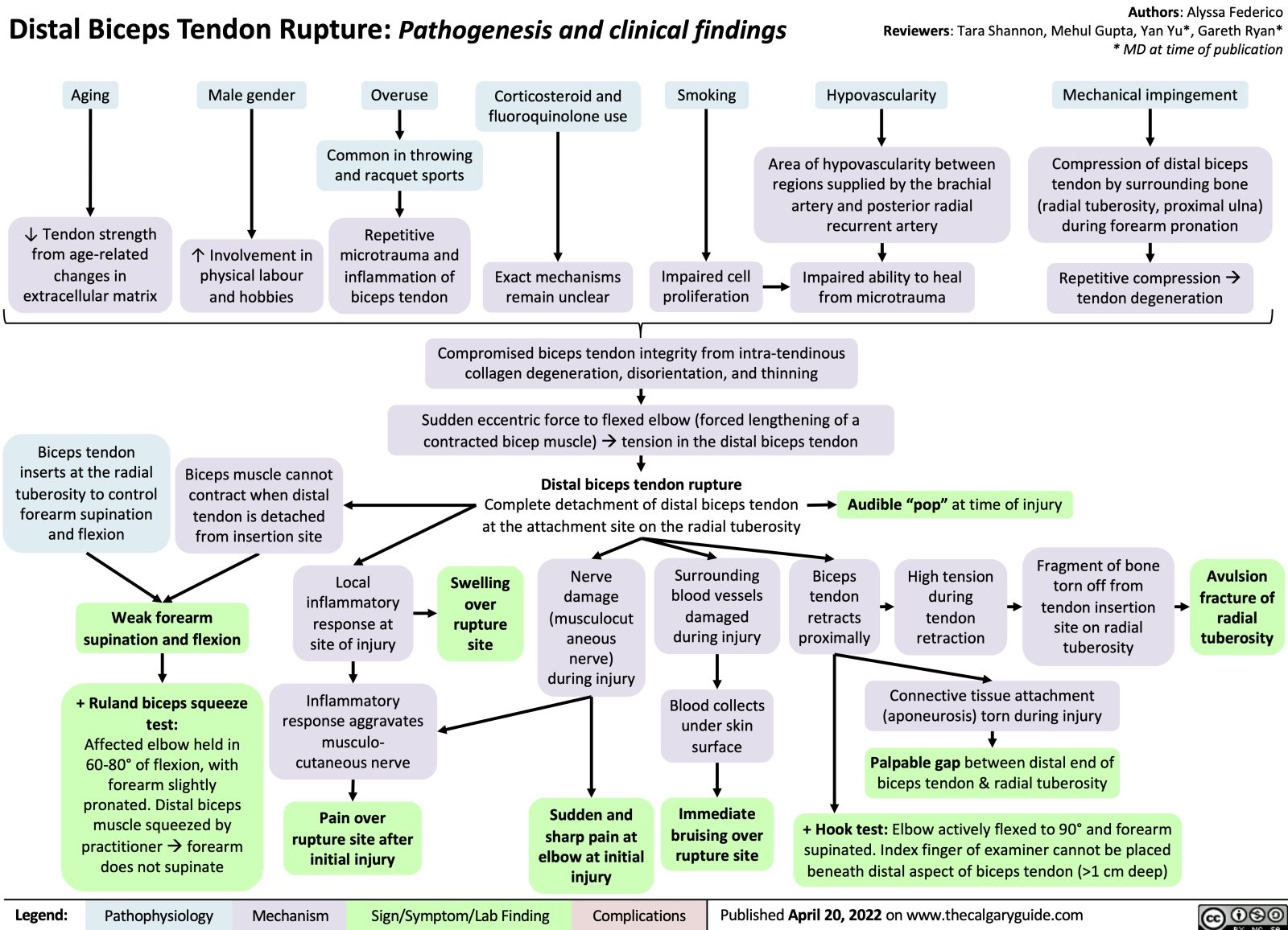 Distal Biceps Tendon Rupture | Calgary Guide