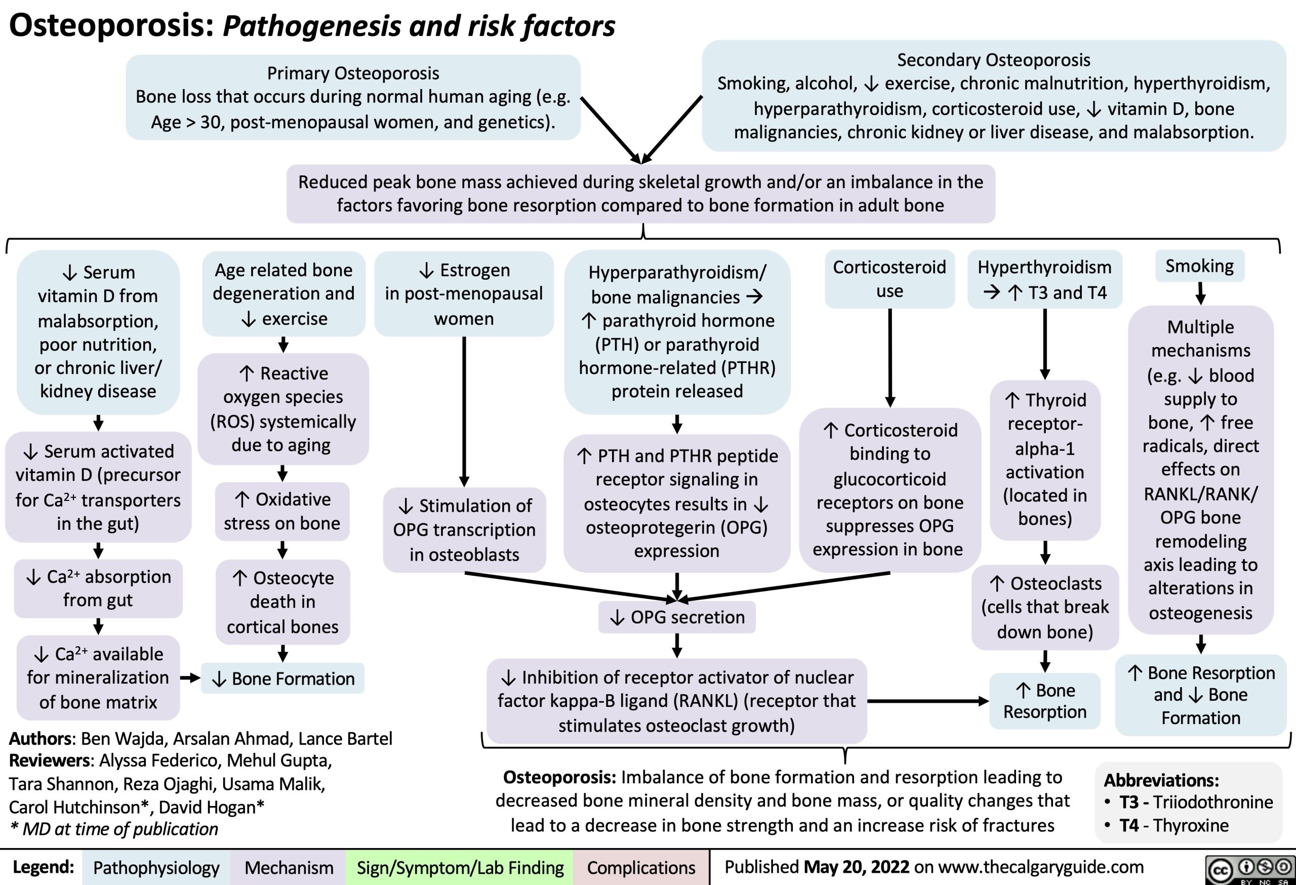 Osteoporosis Pathogenesis and risk factors