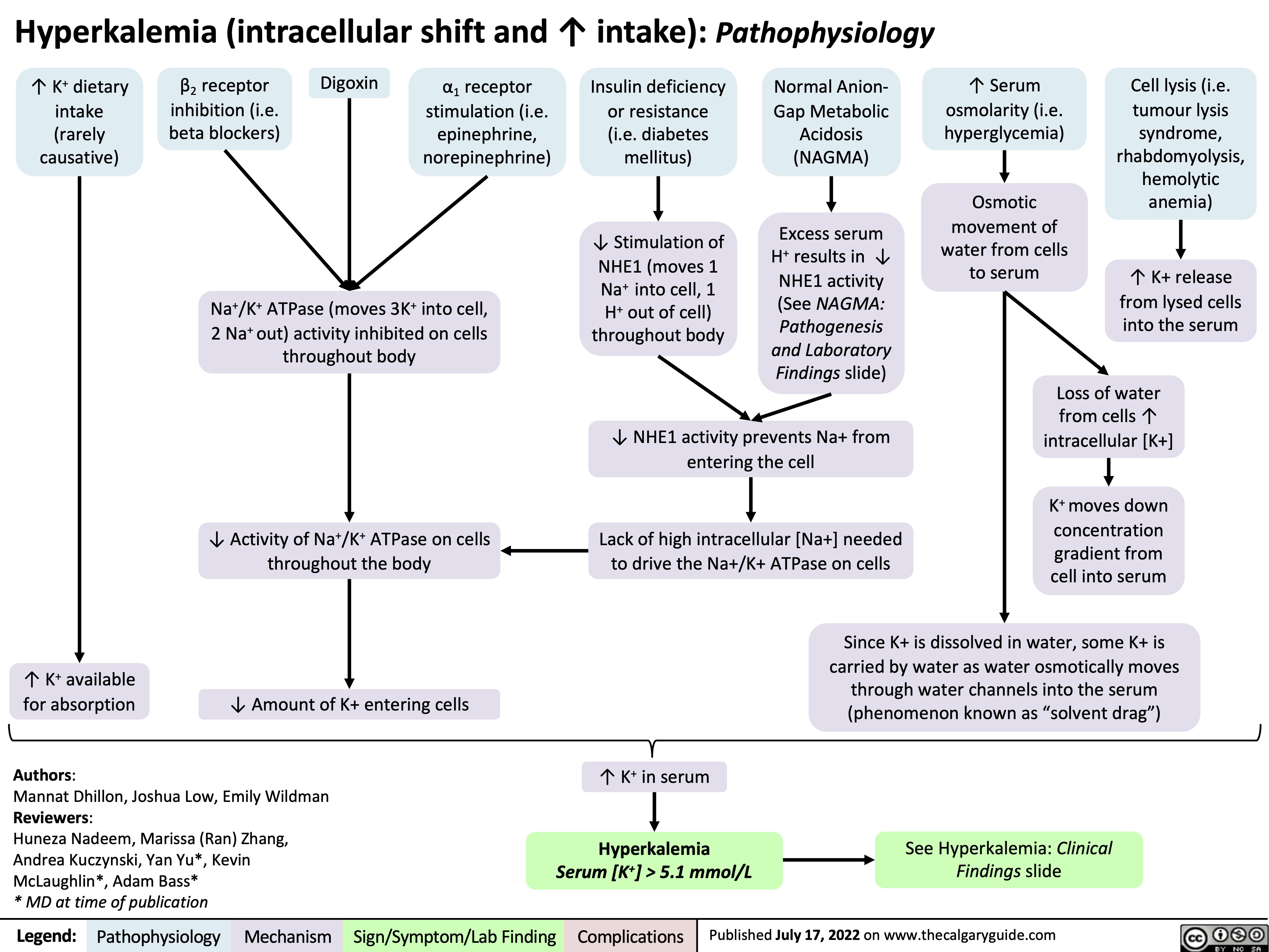 Hyperkalemia (intracellular shift and ↑ intake): Pathophysiology
        ↑ K+ dietary intake (rarely causative)
β2 receptor inhibition (i.e. beta blockers)
Digoxin
α1 receptor stimulation (i.e. epinephrine, norepinephrine)
Insulin deficiency or resistance (i.e. diabetes mellitus)
↓ Stimulation of NHE1 (moves 1 Na+ into cell, 1 H+ out of cell) throughout body
Normal Anion- Gap Metabolic Acidosis (NAGMA)
Excess serum H+ results in ↓ NHE1 activity (See NAGMA: Pathogenesis and Laboratory Findings slide)
↑ Serum osmolarity (i.e. hyperglycemia)
Osmotic movement of water from cells to serum
Cell lysis (i.e. tumour lysis syndrome, rhabdomyolysis, hemolytic anemia)
↑ K+ release from lysed cells into the serum
         Na+/K+ ATPase (moves 3K+ into cell, 2 Na+ out) activity inhibited on cells throughout body
        ↓ Activity of Na+/K+ ATPase on cells throughout the body
↓ Amount of K+ entering cells
↓ NHE1 activity prevents Na+ from entering the cell
Lack of high intracellular [Na+] needed to drive the Na+/K+ ATPase on cells
Loss of water from cells ↑ intracellular [K+]
K+ moves down concentration gradient from cell into serum
    ↑ K+ available for absorption
Since K+ is dissolved in water, some K+ is carried by water as water osmotically moves through water channels into the serum (phenomenon known as “solvent drag”)
See Hyperkalemia: Clinical Findings slide
   Authors:
Mannat Dhillon, Joshua Low, Emily Wildman Reviewers:
Huneza Nadeem, Marissa (Ran) Zhang, Andrea Kuczynski, Yan Yu*, Kevin McLaughlin*, Adam Bass*
* MD at time of publication
↑ K+ in serum
Hyperkalemia
Serum [K+] > 5.1 mmol/L
    Legend:
 Pathophysiology
Mechanism
Sign/Symptom/Lab Finding
 Complications
 Published July 17, 2022 on www.thecalgaryguide.com
   
