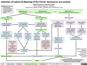 induction-of-labour-ripening-of-the-cervix-mechanisms-and-methods