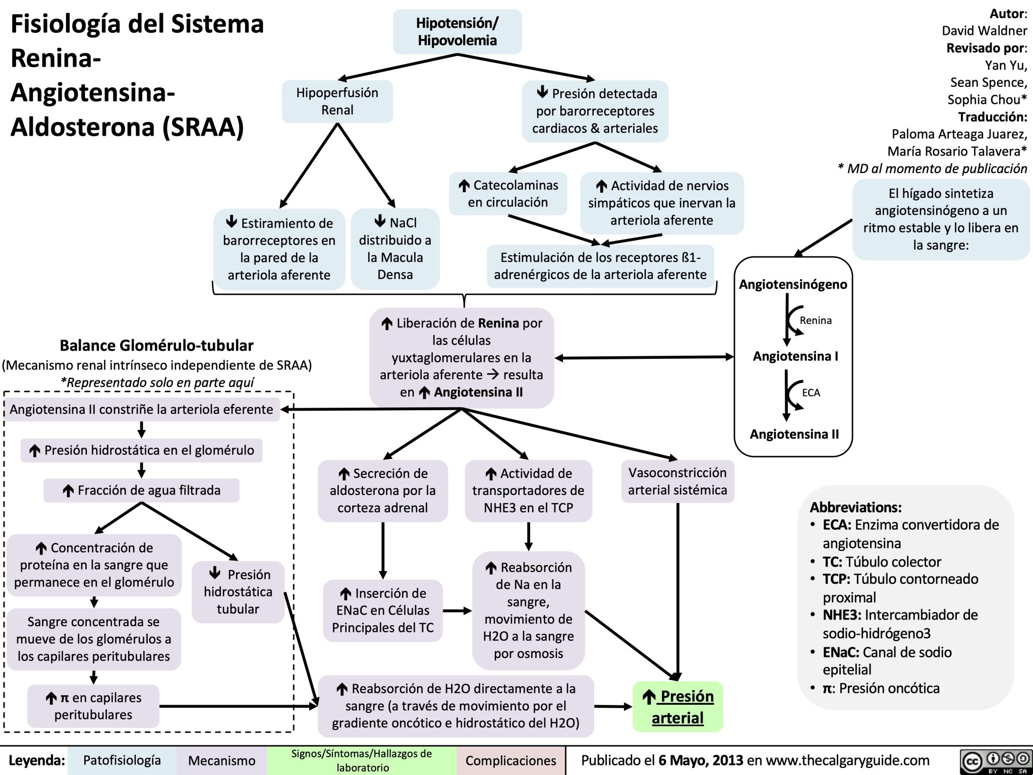 Fisiología del Sistema Renina Angiotensina Aldosterona (SRAA) Calgary Guide
