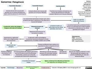 gonorrea-patogenesis