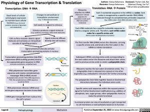 physiology-of-gene-transcription-translation