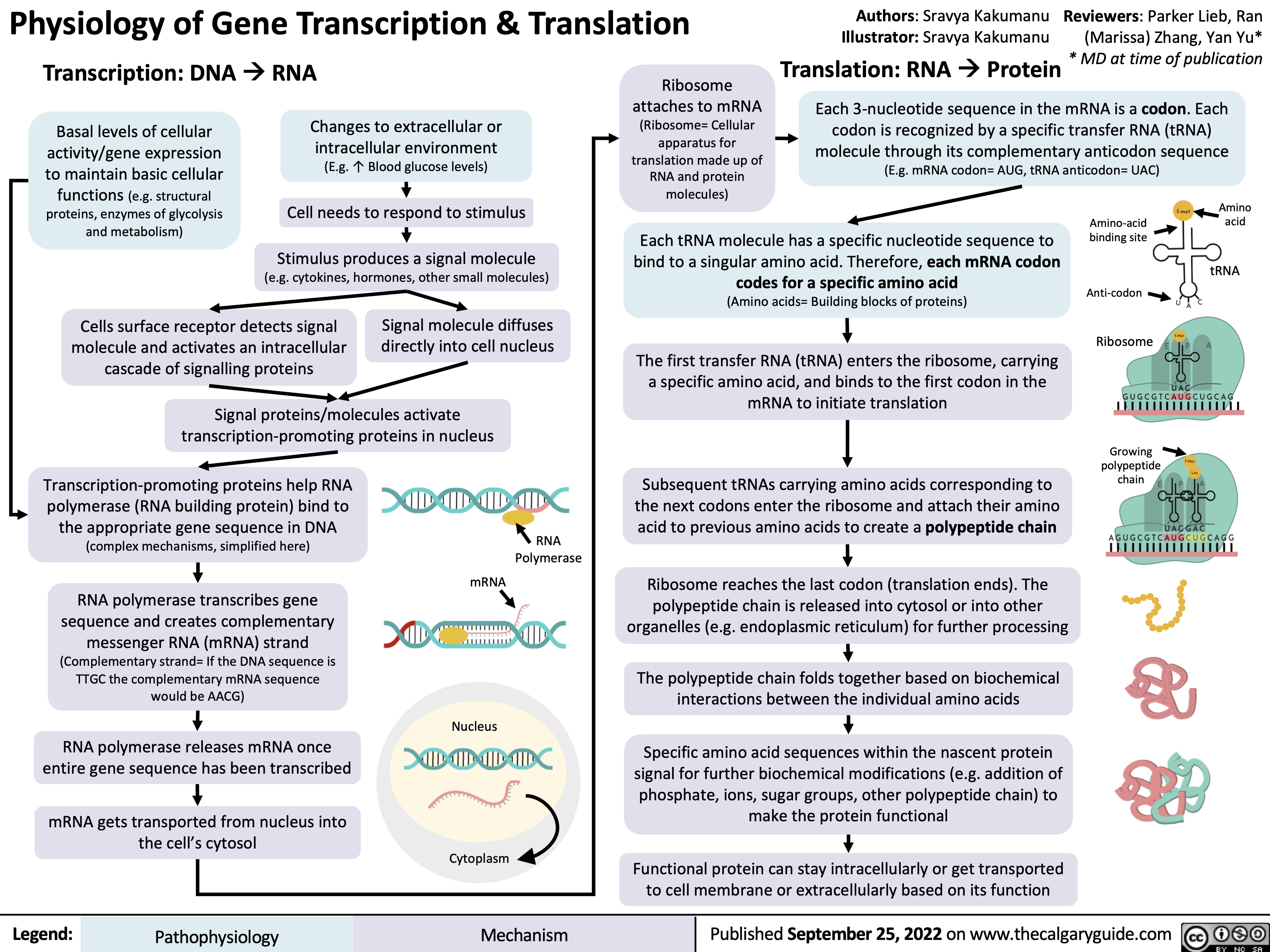 Physiology of Gene Transcription & Translation
Authors: Sravya Kakumanu Reviewers: Parker Lieb, Ran Illustrator: Sravya Kakumanu (Marissa) Zhang, Yan Yu*
Translation: RNAàProtein * MD at time of publication Each 3-nucleotide sequence in the mRNA is a codon. Each
codon is recognized by a specific transfer RNA (tRNA) molecule through its complementary anticodon sequence (E.g. mRNA codon= AUG, tRNA anticodon= UAC)
Transcription: DNAàRNA
Ribosome attaches to mRNA (Ribosome= Cellular apparatus for translation made up of RNA and protein molecules)
    Basal levels of cellular activity/gene expression to maintain basic cellular functions (e.g. structural proteins, enzymes of glycolysis and metabolism)
Changes to extracellular or intracellular environment (E.g. ↑ Blood glucose levels)
Cell needs to respond to stimulus
Stimulus produces a signal molecule (e.g. cytokines, hormones, other small molecules)
Each tRNA molecule has a specific nucleotide sequence to bind to a singular amino acid. Therefore, each mRNA codon
codes for a specific amino acid
(Amino acids= Building blocks of proteins)
The first transfer RNA (tRNA) enters the ribosome, carrying a specific amino acid, and binds to the first codon in the mRNA to initiate translation
Subsequent tRNAs carrying amino acids corresponding to the next codons enter the ribosome and attach their amino acid to previous amino acids to create a polypeptide chain
Ribosome reaches the last codon (translation ends). The polypeptide chain is released into cytosol or into other organelles (e.g. endoplasmic reticulum) for further processing
The polypeptide chain folds together based on biochemical interactions between the individual amino acids
Specific amino acid sequences within the nascent protein signal for further biochemical modifications (e.g. addition of phosphate, ions, sugar groups, other polypeptide chain) to make the protein functional
Functional protein can stay intracellularly or get transported to cell membrane or extracellularly based on its function
Amino Amino-acid acid
      Cells surface receptor detects signal molecule and activates an intracellular cascade of signalling proteins
Signal molecule diffuses directly into cell nucleus
binding site
Anti-codon Ribosome
Growing polypeptide chain
tRNA
         Signal proteins/molecules activate transcription-promoting proteins in nucleus
      Transcription-promoting proteins help RNA polymerase (RNA building protein) bind to the appropriate gene sequence in DNA (complex mechanisms, simplified here)
RNA polymerase transcribes gene sequence and creates complementary messenger RNA (mRNA) strand (Complementary strand= If the DNA sequence is TTGC the complementary mRNA sequence
would be AACG)
RNA polymerase releases mRNA once entire gene sequence has been transcribed
mRNA gets transported from nucleus into the cell’s cytosol
RNA Polymerase
   mRNA
Nucleus
Cytoplasm
              Legend:
 Pathophysiology
 Mechanism
Published September 25, 2022 on www.thecalgaryguide.com
  