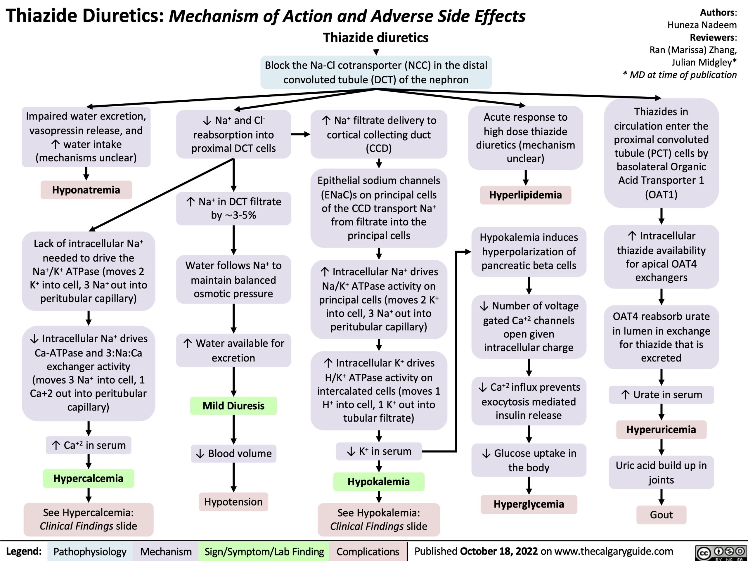 Thiazide Diuretics: Mechanism of Action and Adverse Side Effects ...