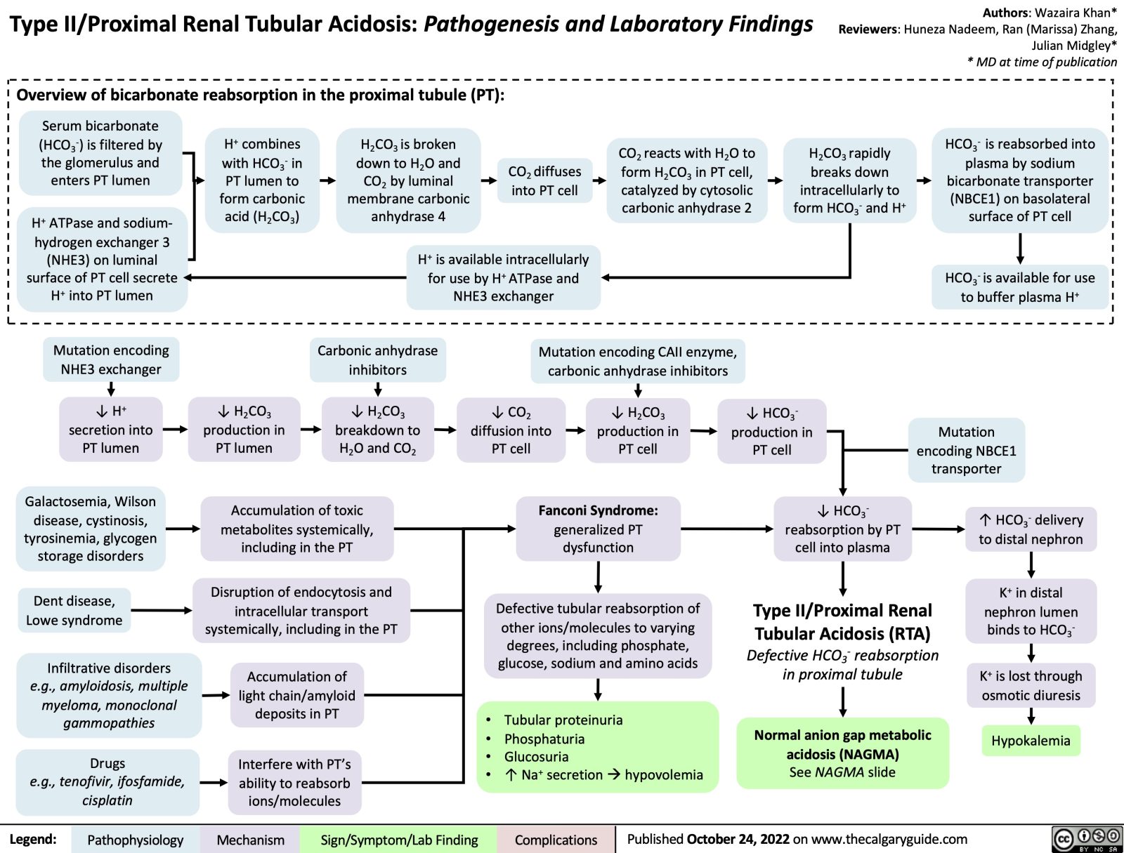 Type Ii Proximal Renal Tubular Acidosis Pathogenesis And Laboratory Findings Calgary Guide