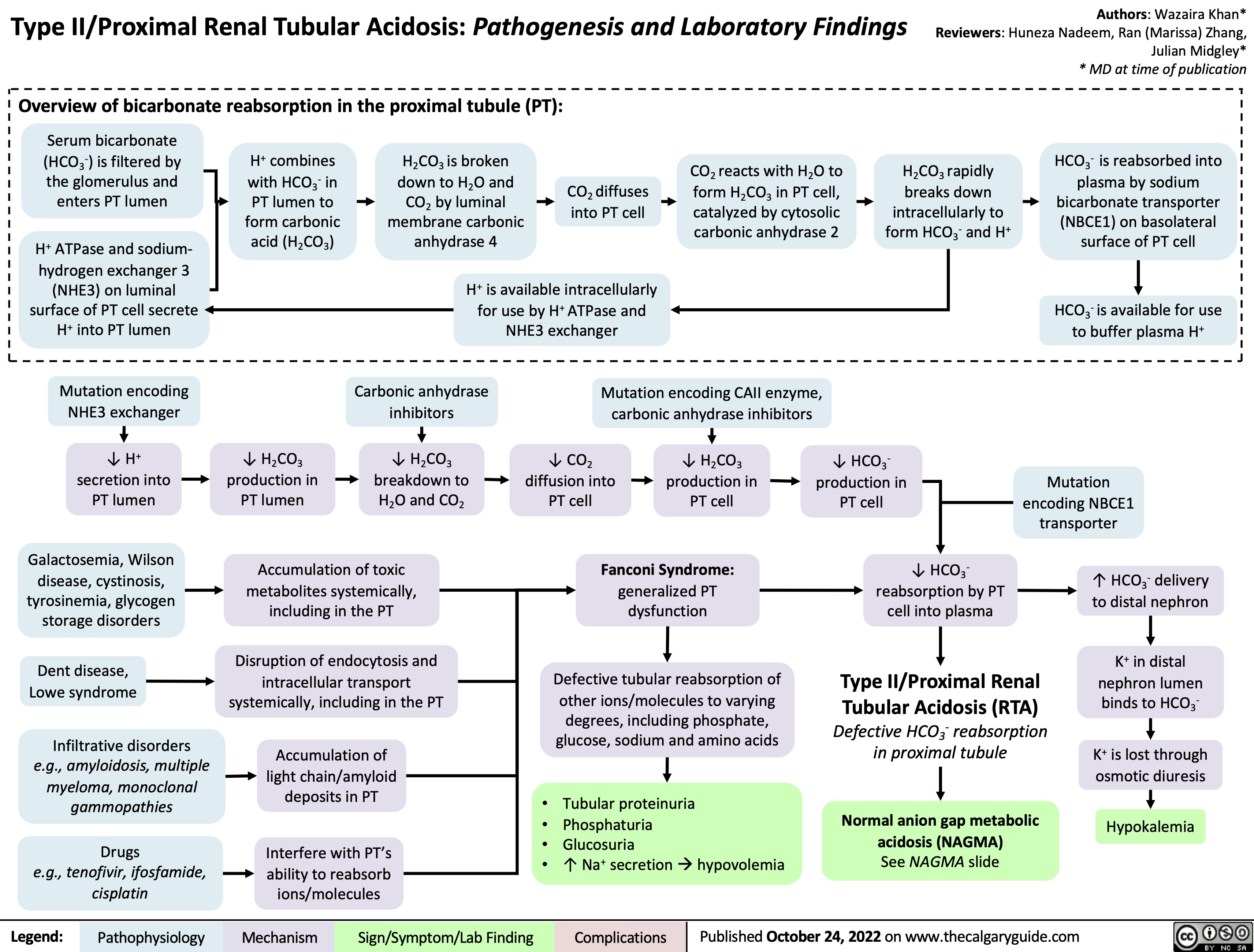 Type II/Proximal Renal Tubular Acidosis: Pathogenesis and Laboratory Findings
Authors: Wazaira Khan* Reviewers: Huneza Nadeem, Ran (Marissa) Zhang, Julian Midgley* * MD at time of publication
   Overview of bicarbonate reabsorption in the proximal tubule (PT):
 Serum bicarbonate (HCO3-) is filtered by the glomerulus and enters PT lumen
H+ ATPase and sodium- hydrogen exchanger 3
(NHE3) on luminal surface of PT cell secrete H+ into PT lumen
H+ combines with HCO3- in
PT lumen to form carbonic acid (H2CO3)
H2CO3 is broken down to H2O and CO2 by luminal membrane carbonic anhydrase 4
CO2 diffuses into PT cell
CO2 reacts with H2O to form H2CO3 in PT cell, catalyzed by cytosolic carbonic anhydrase 2
H2CO3 rapidly breaks down intracellularly to form HCO3- and H+
HCO3- is reabsorbed into plasma by sodium
bicarbonate transporter (NBCE1) on basolateral surface of PT cell
HCO3- is available for use to buffer plasma H+
          H+ is available intracellularly for use by H+ ATPase and NHE3 exchanger
      Mutation encoding NHE3 exchanger
↓ H+ secretion into PT lumen
Galactosemia, Wilson disease, cystinosis, tyrosinemia, glycogen storage disorders
Dent disease, Lowe syndrome
Infiltrative disorders
e.g., amyloidosis, multiple myeloma, monoclonal gammopathies
Drugs
e.g., tenofivir, ifosfamide, cisplatin
Carbonic anhydrase inhibitors
↓ H2CO3 breakdown to H2O and CO2
Mutation encoding CAII enzyme, carbonic anhydrase inhibitors
      ↓ H2CO3 production in PT lumen
↓ CO2 diffusion into PT cell
↓ H2CO3 production in PT cell
↓ HCO3- production in PT cell
↓ HCO3- reabsorption by PT cell into plasma
Type II/Proximal Renal Tubular Acidosis (RTA)
Defective HCO3- reabsorption in proximal tubule
Normal anion gap metabolic acidosis (NAGMA)
See NAGMA slide
      Accumulation of toxic metabolites systemically, including in the PT
Disruption of endocytosis and intracellular transport systemically, including in the PT
Accumulation of light chain/amyloid deposits in PT
Interfere with PT’s ability to reabsorb ions/molecules
• • • •
Fanconi Syndrome:
generalized PT dysfunction
Defective tubular reabsorption of other ions/molecules to varying
degrees, including phosphate, glucose, sodium and amino acids
Tubular proteinuria Phosphaturia
Glucosuria
↑ Na+ secretionàhypovolemia
Mutation encoding NBCE1 transporter
↑ HCO3- delivery to distal nephron
K+ in distal nephron lumen binds to HCO3-
K+ is lost through osmotic diuresis
Hypokalemia
                 Legend:
 Pathophysiology
Mechanism
Sign/Symptom/Lab Finding
 Complications
 Published October 24, 2022 on www.thecalgaryguide.com
   