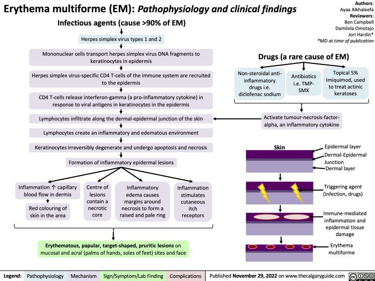 Erythema multiforme (em): pathophysiology and clinical findings