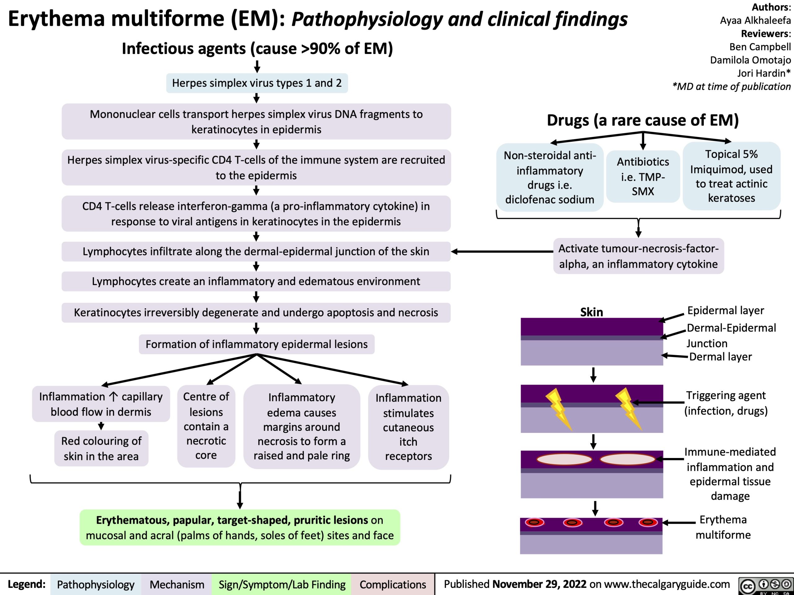 Erythema Multiforme Em Pathophysiology And Clinical Findings