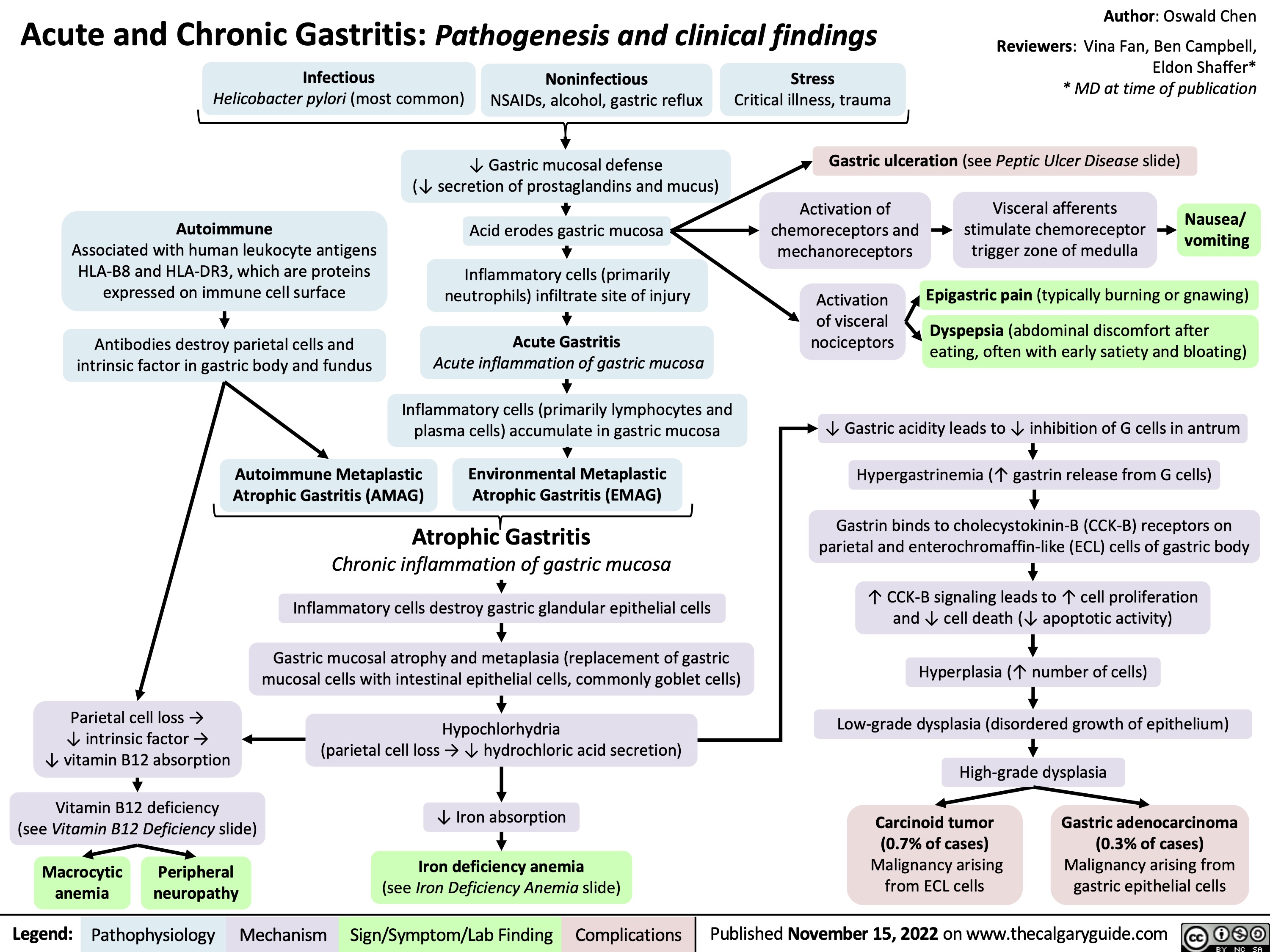 Acute and Chronic Gastritis: Pathogenesis and clinical findings
Author: Oswald Chen
Reviewers: Vina Fan, Ben Campbell, Eldon Shaffer* * MD at time of publication
   Infectious
Helicobacter pylori (most common)
Noninfectious
NSAIDs, alcohol, gastric reflux
Stress
Critical illness, trauma
Gastric ulceration (see Peptic Ulcer Disease slide)
   ↓ Gastric mucosal defense
(↓ secretion of prostaglandins and mucus)
Acid erodes gastric mucosa
Inflammatory cells (primarily neutrophils) infiltrate site of injury
Acute Gastritis
Acute inflammation of gastric mucosa
Inflammatory cells (primarily lymphocytes and plasma cells) accumulate in gastric mucosa
Autoimmune Metaplastic Environmental Metaplastic Atrophic Gastritis (AMAG) Atrophic Gastritis (EMAG)
Atrophic Gastritis
Chronic inflammation of gastric mucosa
Inflammatory cells destroy gastric glandular epithelial cells
Gastric mucosal atrophy and metaplasia (replacement of gastric mucosal cells with intestinal epithelial cells, commonly goblet cells)
Hypochlorhydria
(parietal cell loss → ↓ hydrochloric acid secretion)
↓ Iron absorption
Iron deficiency anemia
(see Iron Deficiency Anemia slide)
Activation of chemoreceptors and mechanoreceptors
Activation
of visceral nociceptors
Visceral afferents stimulate chemoreceptor trigger zone of medulla
Nausea/ vomiting
      Autoimmune
Associated with human leukocyte antigens HLA-B8 and HLA-DR3, which are proteins expressed on immune cell surface
Antibodies destroy parietal cells and intrinsic factor in gastric body and fundus
Epigastric pain (typically burning or gnawing) Dyspepsia (abdominal discomfort after
eating, often with early satiety and bloating)
                      Parietal cell loss →
↓ intrinsic factor →
↓ vitamin B12 absorption
Vitamin B12 deficiency
(see Vitamin B12 Deficiency slide)
Macrocytic Peripheral anemia neuropathy
↓ Gastric acidity leads to ↓ inhibition of G cells in antrum Hypergastrinemia (↑ gastrin release from G cells)
Gastrin binds to cholecystokinin-B (CCK-B) receptors on parietal and enterochromaffin-like (ECL) cells of gastric body
↑ CCK-B signaling leads to ↑ cell proliferation and ↓ cell death (↓ apoptotic activity)
Hyperplasia (↑ number of cells)
Low-grade dysplasia (disordered growth of epithelium) High-grade dysplasia
          Carcinoid tumor (0.7% of cases) Malignancy arising from ECL cells
Gastric adenocarcinoma (0.3% of cases) Malignancy arising from gastric epithelial cells
    Legend:
 Pathophysiology
Mechanism
Sign/Symptom/Lab Finding
 Complications
Published November 15, 2022 on www.thecalgaryguide.com
    