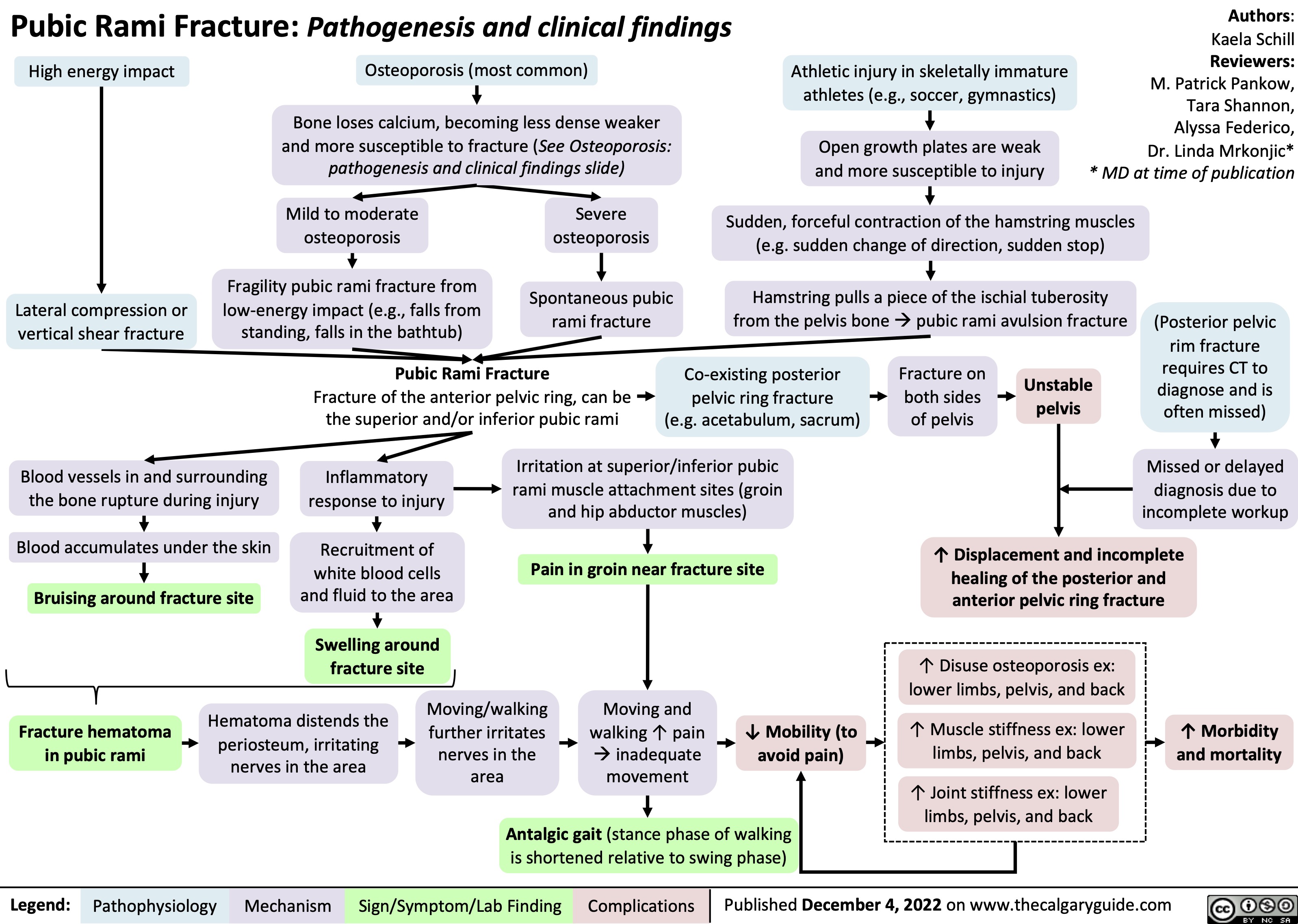 Pubic Rami Fracture: Pathogenesis and clinical findings
Authors: Kaela Schill Reviewers:
M. Patrick Pankow, Tara Shannon, Alyssa Federico, Dr. Linda Mrkonjic* * MD at time of publication
   High energy impact
Osteoporosis (most common)
Bone loses calcium, becoming less dense weaker and more susceptible to fracture (See Osteoporosis: pathogenesis and clinical findings slide)
Athletic injury in skeletally immature athletes (e.g., soccer, gymnastics)
Open growth plates are weak and more susceptible to injury
            Lateral compression or vertical shear fracture
Mild to moderate osteoporosis
Fragility pubic rami fracture from low-energy impact (e.g., falls from standing, falls in the bathtub)
Severe osteoporosis
Spontaneous pubic rami fracture
Sudden, forceful contraction of the hamstring muscles (e.g. sudden change of direction, sudden stop)
Hamstring pulls a piece of the ischial tuberosity from the pelvis boneàpubic rami avulsion fracture
(Posterior pelvic rim fracture
requires CT to diagnose and is often missed)
Missed or delayed diagnosis due to incomplete workup
       Pubic Rami Fracture
Fracture of the anterior pelvic ring, can be the superior and/or inferior pubic rami
Co-existing posterior pelvic ring fracture (e.g. acetabulum, sacrum)
Fracture on both sides of pelvis
Unstable pelvis
       Blood vessels in and surrounding the bone rupture during injury
Blood accumulates under the skin
Bruising around fracture site
Inflammatory response to injury
Recruitment of white blood cells and fluid to the area
Swelling around fracture site
Irritation at superior/inferior pubic rami muscle attachment sites (groin and hip abductor muscles)
Pain in groin near fracture site
↑ Displacement and incomplete healing of the posterior and anterior pelvic ring fracture
↑ Morbidity and mortality
          ↑ Disuse osteoporosis ex: lower limbs, pelvis, and back
↑ Muscle stiffness ex: lower limbs, pelvis, and back
↑ Joint stiffness ex: lower limbs, pelvis, and back
        Fracture hematoma in pubic rami
Hematoma distends the periosteum, irritating nerves in the area
Moving/walking further irritates nerves in the area
Moving and walking ↑ pain àinadequate movement
↓ Mobility (to avoid pain)
   Antalgic gait (stance phase of walking is shortened relative to swing phase)
 Legend:
 Pathophysiology
 Mechanism
 Sign/Symptom/Lab Finding
 Complications
Published December 4, 2022 on www.thecalgaryguide.com
  