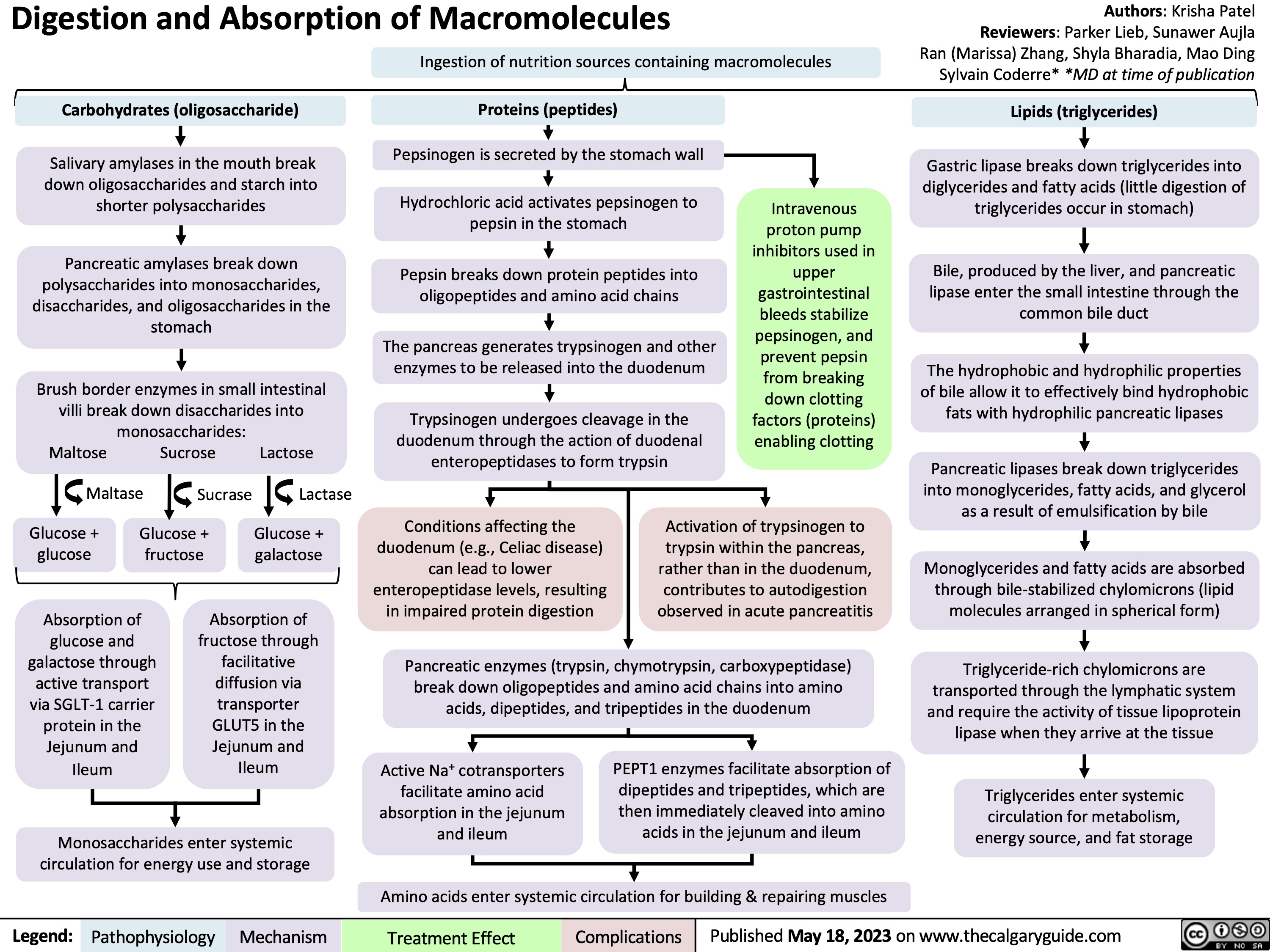 Digestion and Absorption of Macromolecules
Authors: Krisha Patel Reviewers: Parker Lieb, Sunawer Aujla Ran (Marissa) Zhang, Shyla Bharadia, Mao Ding Sylvain Coderre* *MD at time of publication
Lipids (triglycerides)
Gastric lipase breaks down triglycerides into diglycerides and fatty acids (little digestion of triglycerides occur in stomach)
Bile, produced by the liver, and pancreatic lipase enter the small intestine through the common bile duct
The hydrophobic and hydrophilic properties of bile allow it to effectively bind hydrophobic fats with hydrophilic pancreatic lipases
Pancreatic lipases break down triglycerides into monoglycerides, fatty acids, and glycerol as a result of emulsification by bile
Monoglycerides and fatty acids are absorbed through bile-stabilized chylomicrons (lipid molecules arranged in spherical form)
Triglyceride-rich chylomicrons are transported through the lymphatic system and require the activity of tissue lipoprotein lipase when they arrive at the tissue
Triglycerides enter systemic circulation for metabolism, energy source, and fat storage
 Ingestion of nutrition sources containing macromolecules
    Carbohydrates (oligosaccharide)
Salivary amylases in the mouth break down oligosaccharides and starch into shorter polysaccharides
Pancreatic amylases break down polysaccharides into monosaccharides, disaccharides, and oligosaccharides in the stomach
Brush border enzymes in small intestinal villi break down disaccharides into
Proteins (peptides)
Pepsinogen is secreted by the stomach wall
Hydrochloric acid activates pepsinogen to pepsin in the stomach
Pepsin breaks down protein peptides into oligopeptides and amino acid chains
The pancreas generates trypsinogen and other enzymes to be released into the duodenum
Trypsinogen undergoes cleavage in the duodenum through the action of duodenal enteropeptidases to form trypsin
Intravenous proton pump inhibitors used in upper gastrointestinal bleeds stabilize pepsinogen, and prevent pepsin from breaking down clotting factors (proteins) enabling clotting
             Maltose Maltase
monosaccharides: Sucrose
Sucrase
Glucose + fructose
Lactose Lactase
Glucose + galactose
          Glucose + glucose
Conditions affecting the duodenum (e.g., Celiac disease) can lead to lower enteropeptidase levels, resulting in impaired protein digestion
Activation of trypsinogen to
trypsin within the pancreas, rather than in the duodenum, contributes to autodigestion observed in acute pancreatitis
  Absorption of glucose and galactose through active transport via SGLT-1 carrier protein in the Jejunum and Ileum
Absorption of fructose through facilitative diffusion via transporter GLUT5 in the Jejunum and Ileum
Pancreatic enzymes (trypsin, chymotrypsin, carboxypeptidase) break down oligopeptides and amino acid chains into amino acids, dipeptides, and tripeptides in the duodenum
        Monosaccharides enter systemic circulation for energy use and storage
Active Na+ cotransporters facilitate amino acid absorption in the jejunum and ileum
PEPT1 enzymes facilitate absorption of dipeptides and tripeptides, which are then immediately cleaved into amino acids in the jejunum and ileum
  Amino acids enter systemic circulation for building & repairing muscles
 Legend:
 Pathophysiology
 Mechanism
 Treatment Effect
 Complications
 Published May 18, 2023 on www.thecalgaryguide.com
 